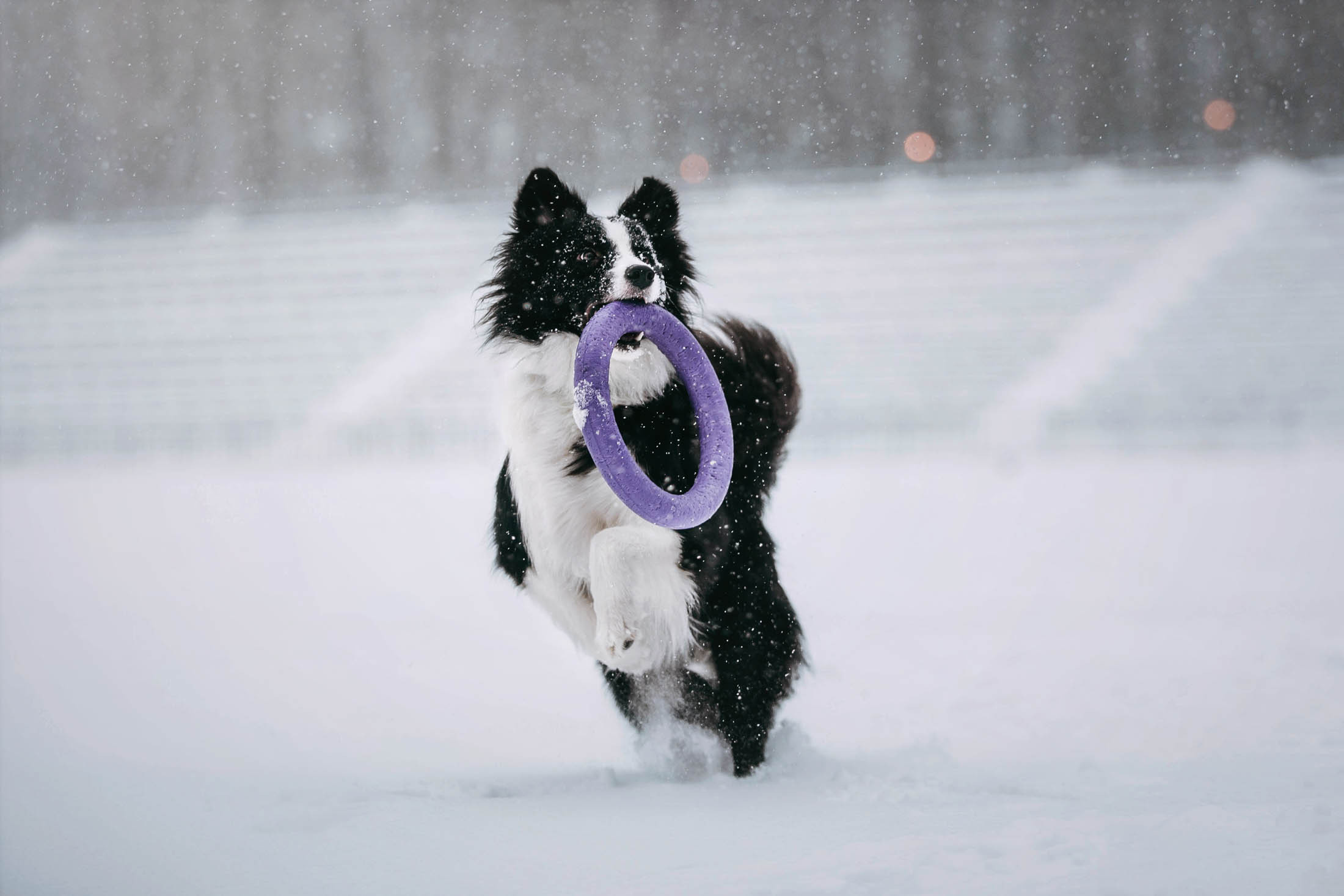 Мерлин и Адидас. Фотограф-анималист Елена Радченко, Москва