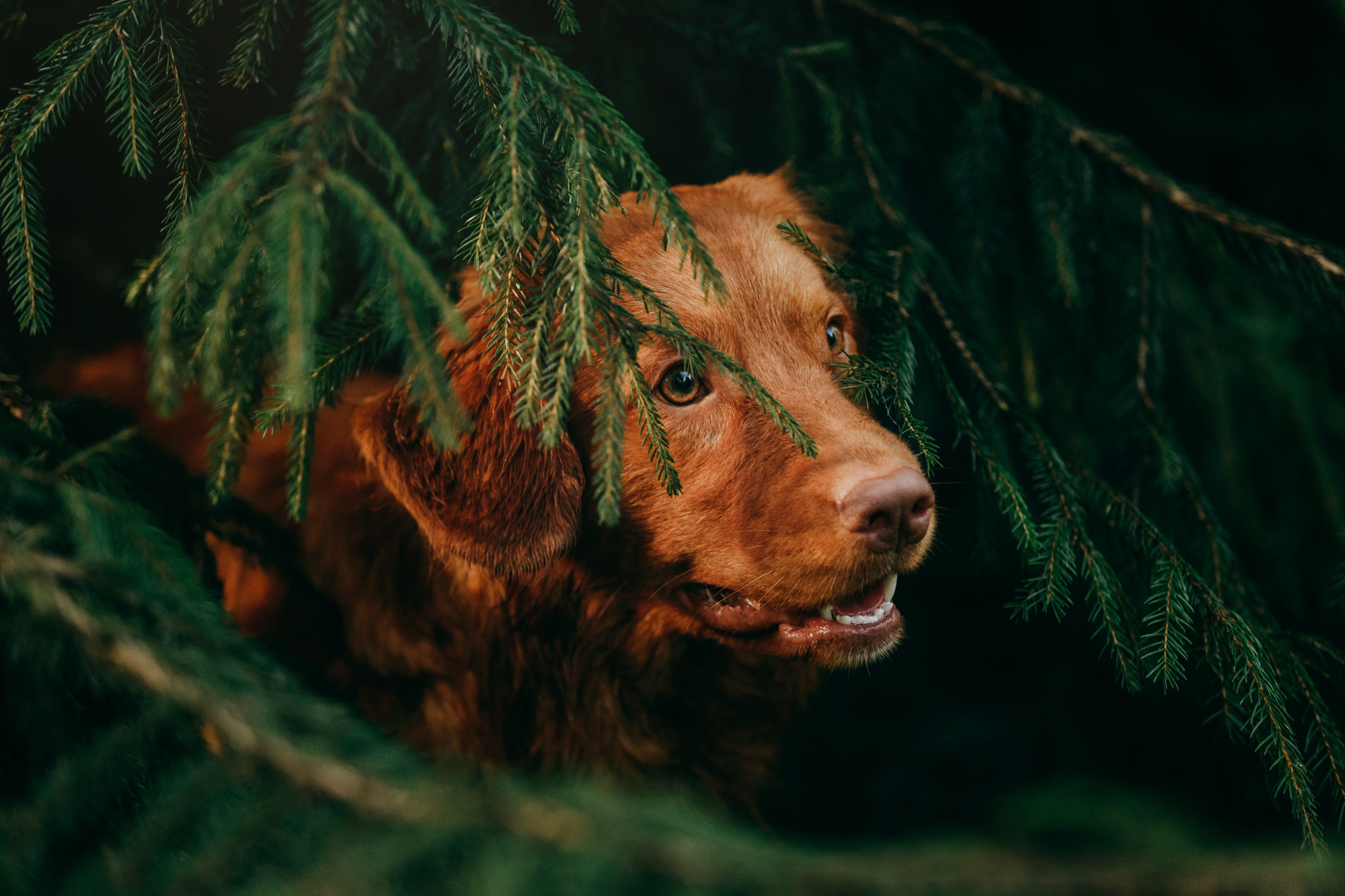Бублик. Фотограф-анималист Елена Радченко, Москва