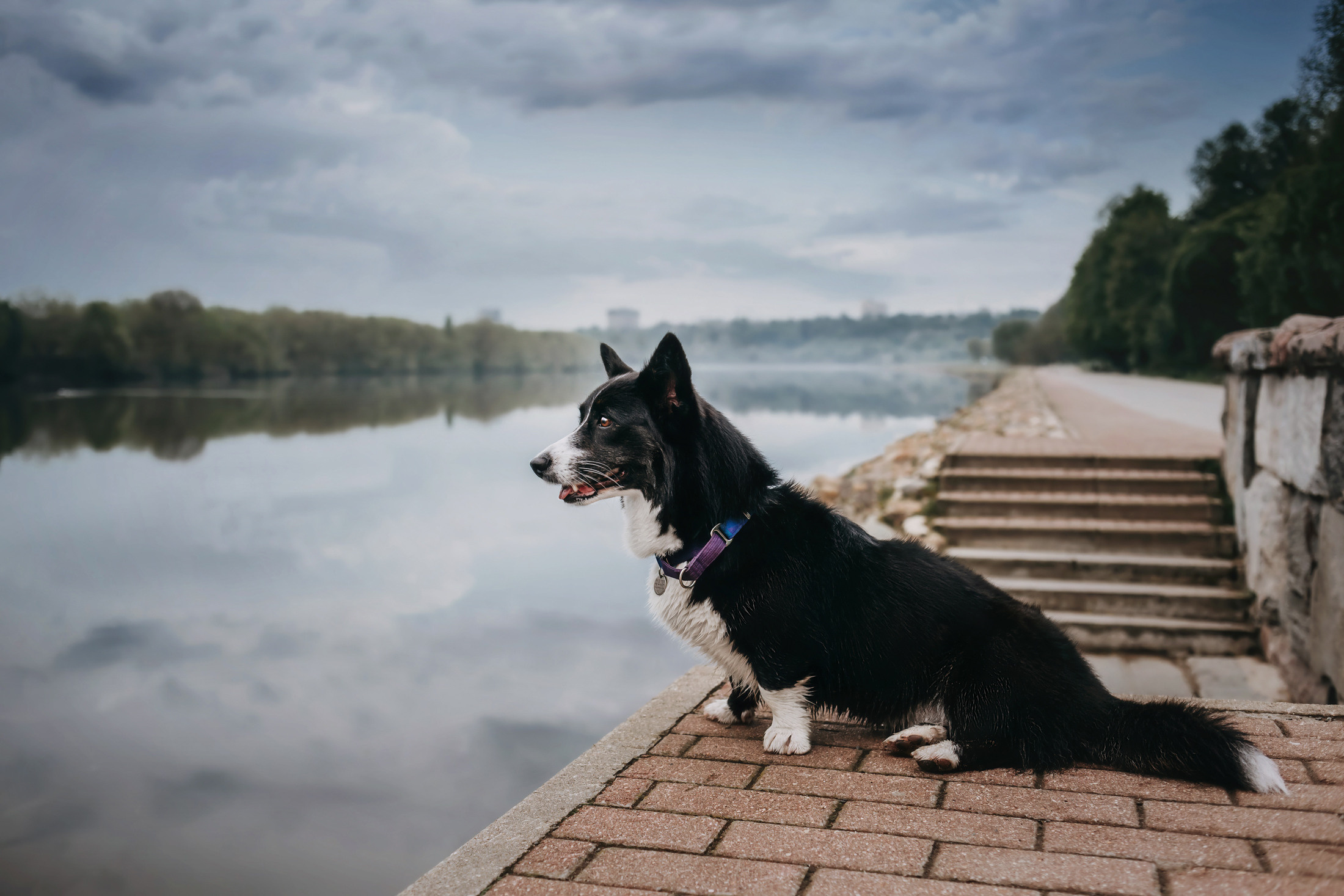Андрей, Надя и Тара. Фотограф-анималист Елена Радченко, Москва