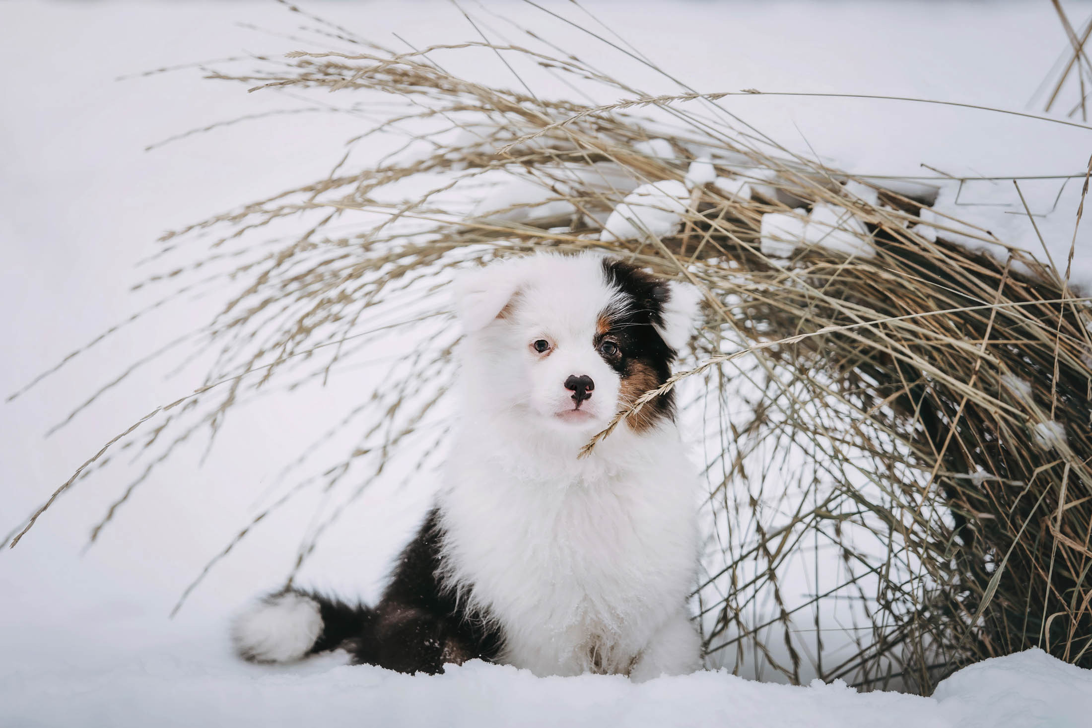 Эбби. Фотограф-анималист Елена Радченко, Москва