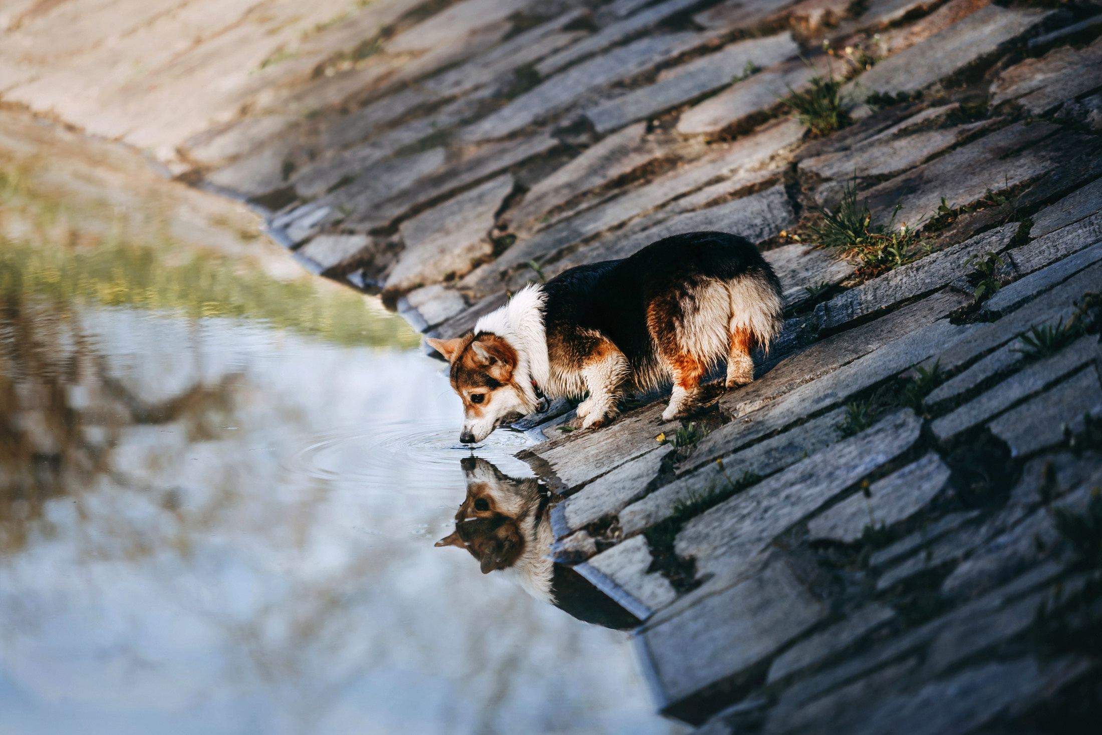 Габи. Фотограф-анималист Елена Радченко, Москва