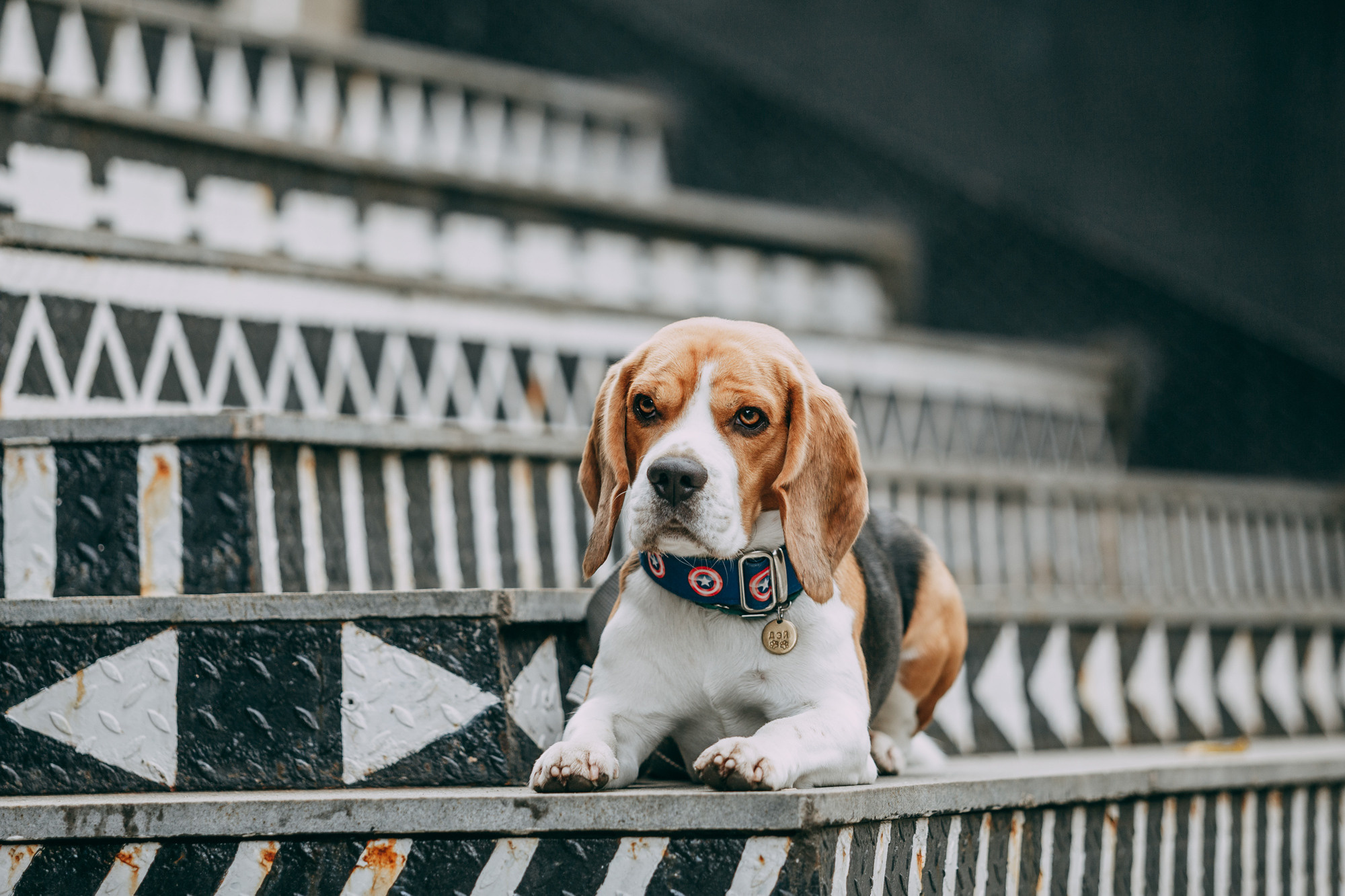 Марина и Дэй. Фотограф-анималист Елена Радченко, Москва