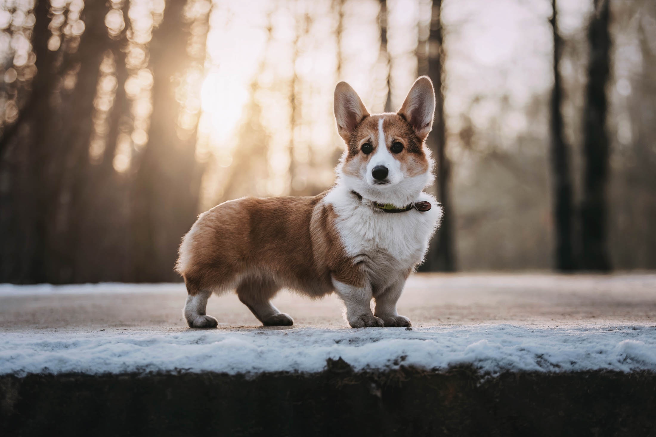 Вилланель. Фотограф-анималист Елена Радченко, Москва