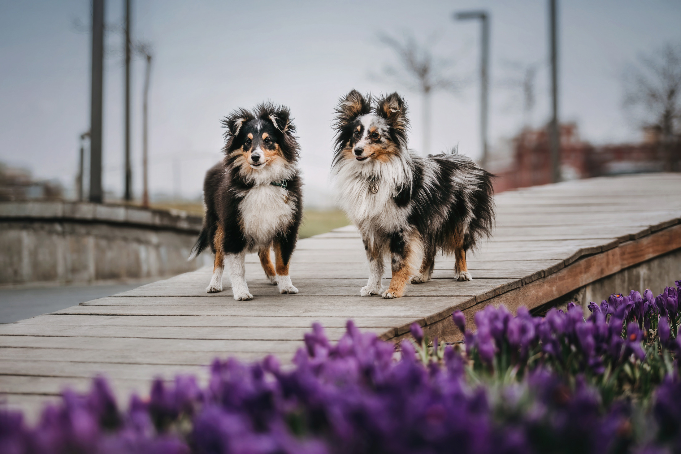 Фотограф-анималист Елена Радченко, Москва