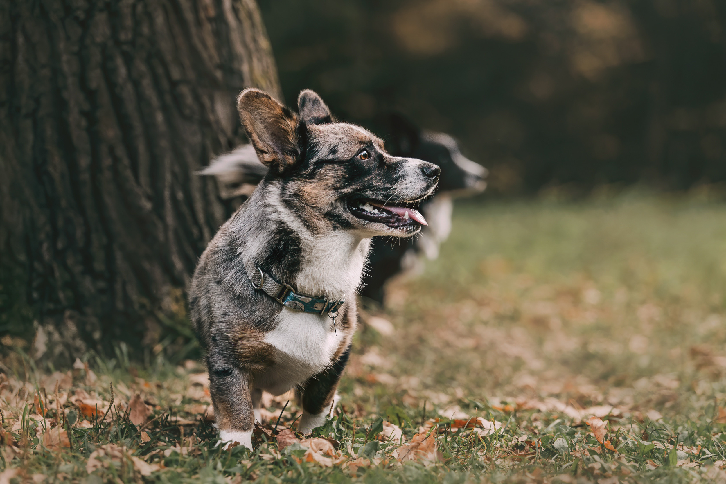 Корги встреча. Фотограф-анималист Елена Радченко, Москва