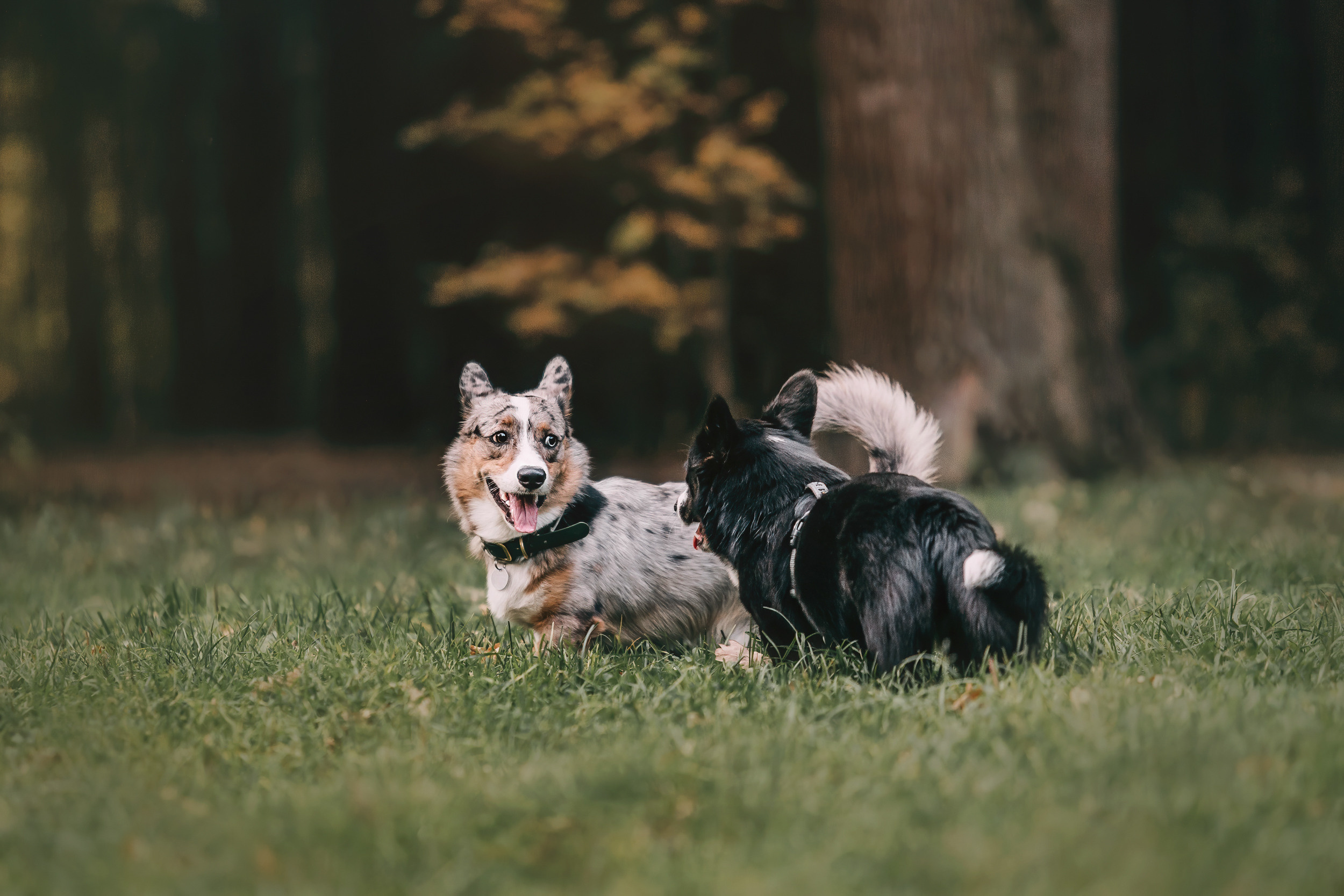 Корги встреча. Фотограф-анималист Елена Радченко, Москва