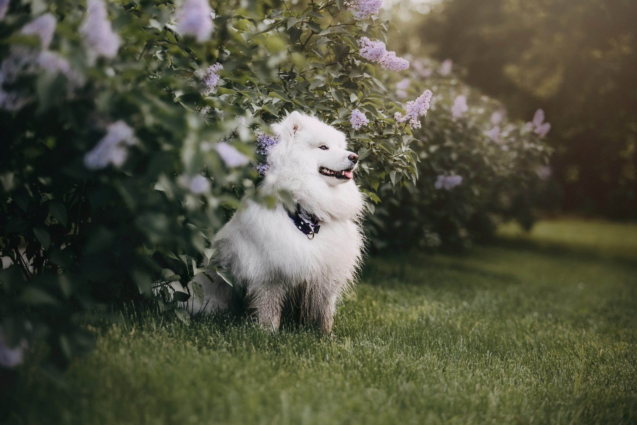 Эффи. Фотограф-анималист Елена Радченко, Москва
