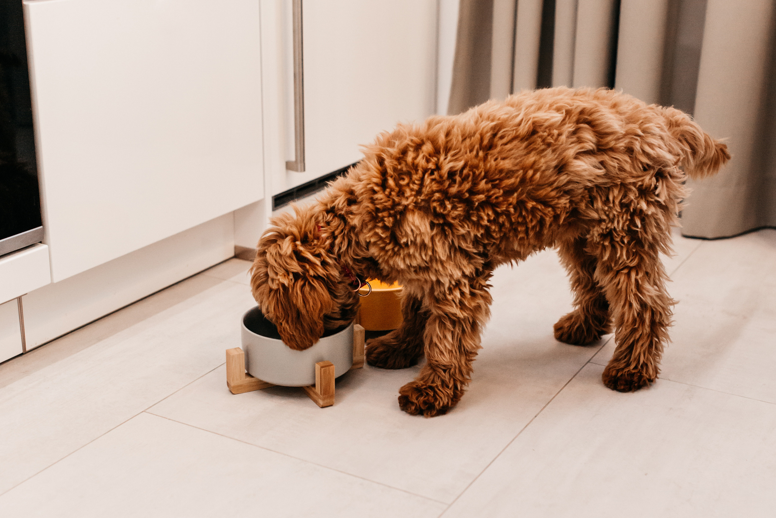 Магазин Bumbaboo. Фотограф-анималист Елена Радченко, Москва