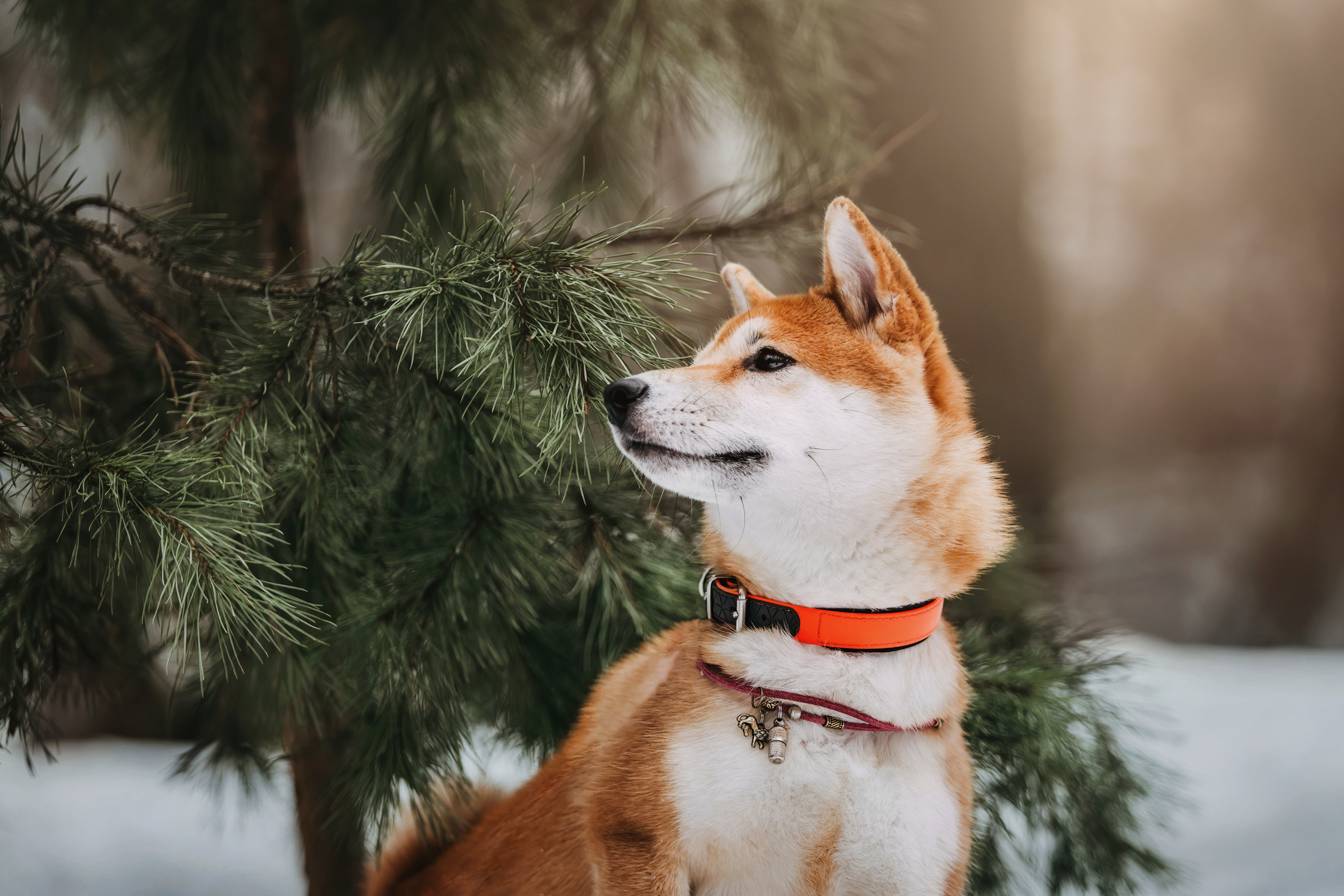 Юдай. Фотограф-анималист Елена Радченко, Москва