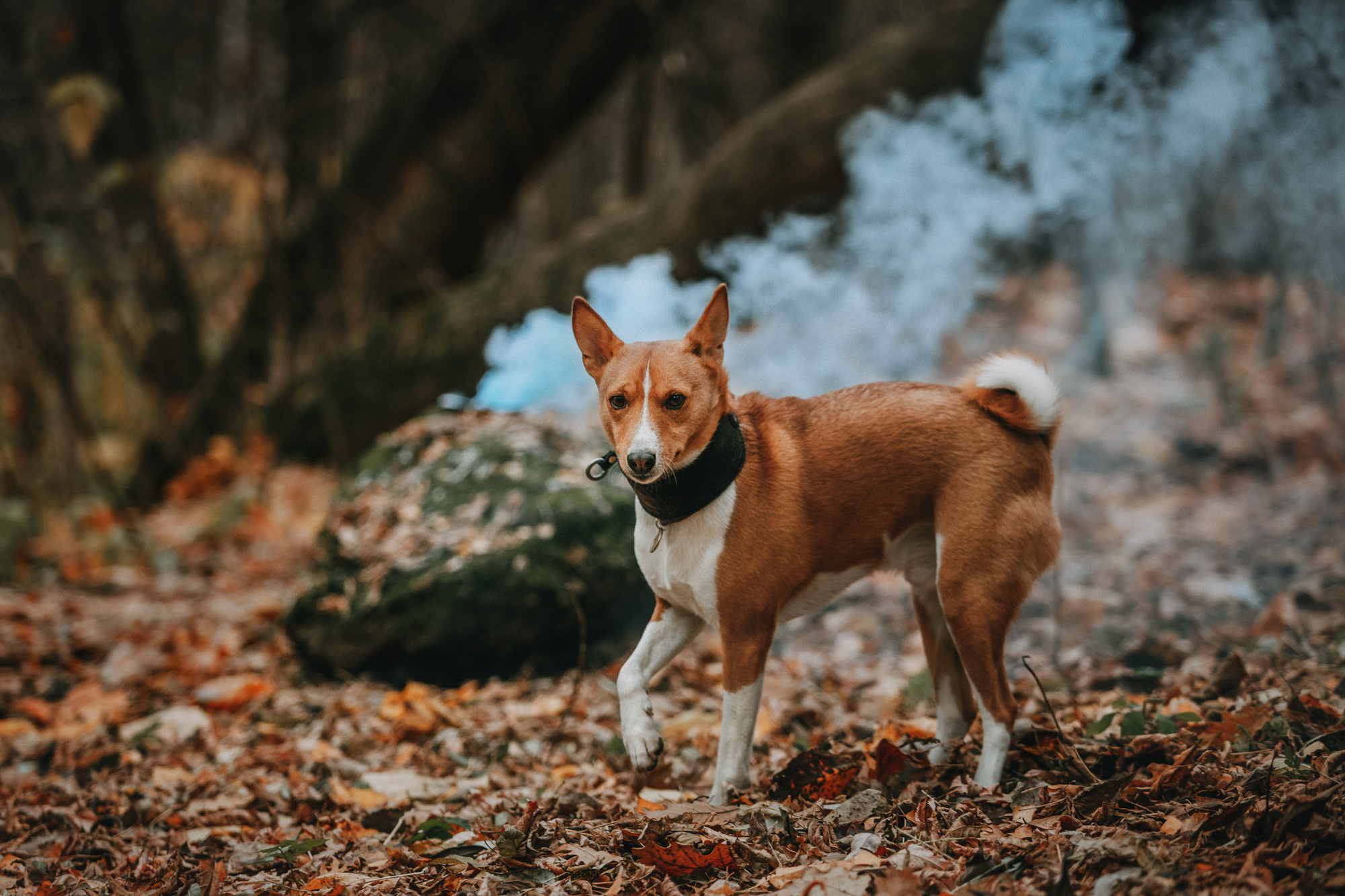 Мария и Рэд. Фотограф-анималист Елена Радченко, Москва