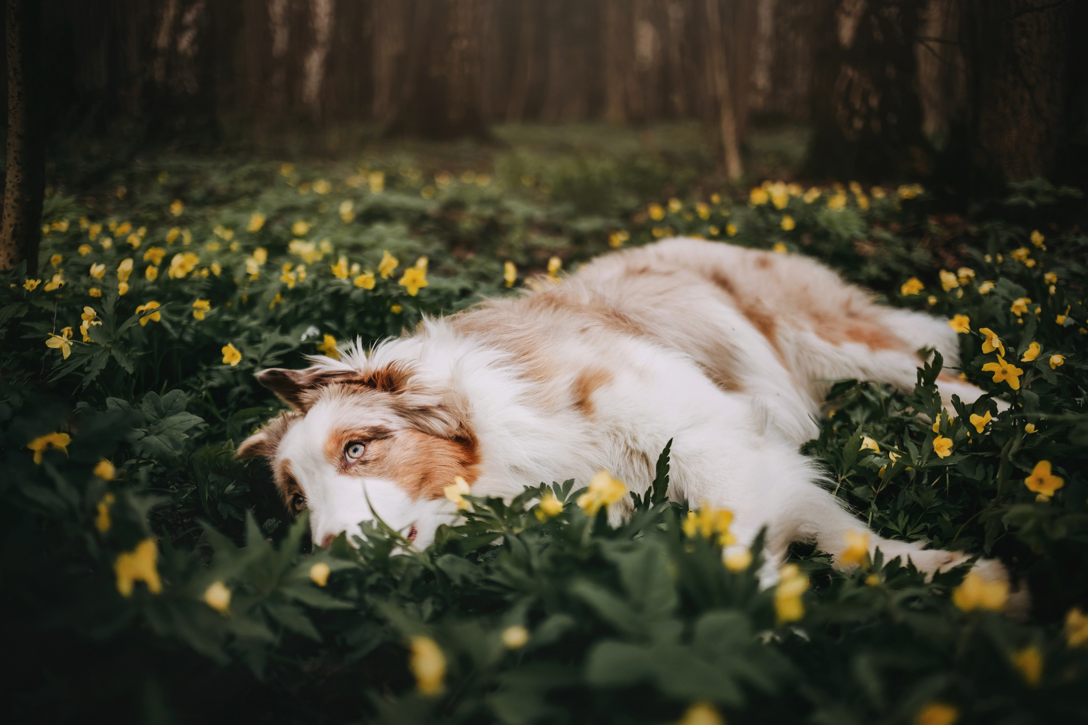 Джинни. Фотограф-анималист Елена Радченко, Москва