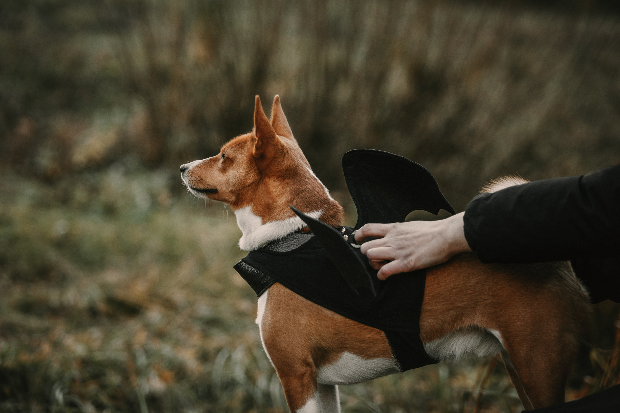 Мария и Рэд. Фотограф-анималист Елена Радченко, Москва