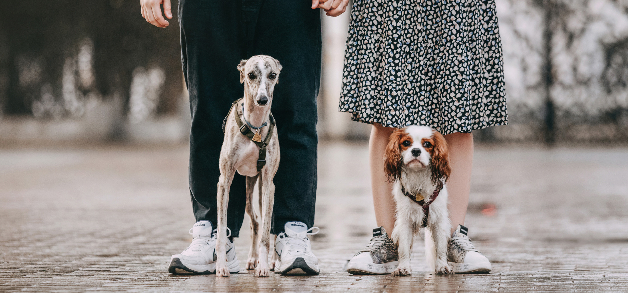 Фотограф-анималист Елена Радченко, Москва