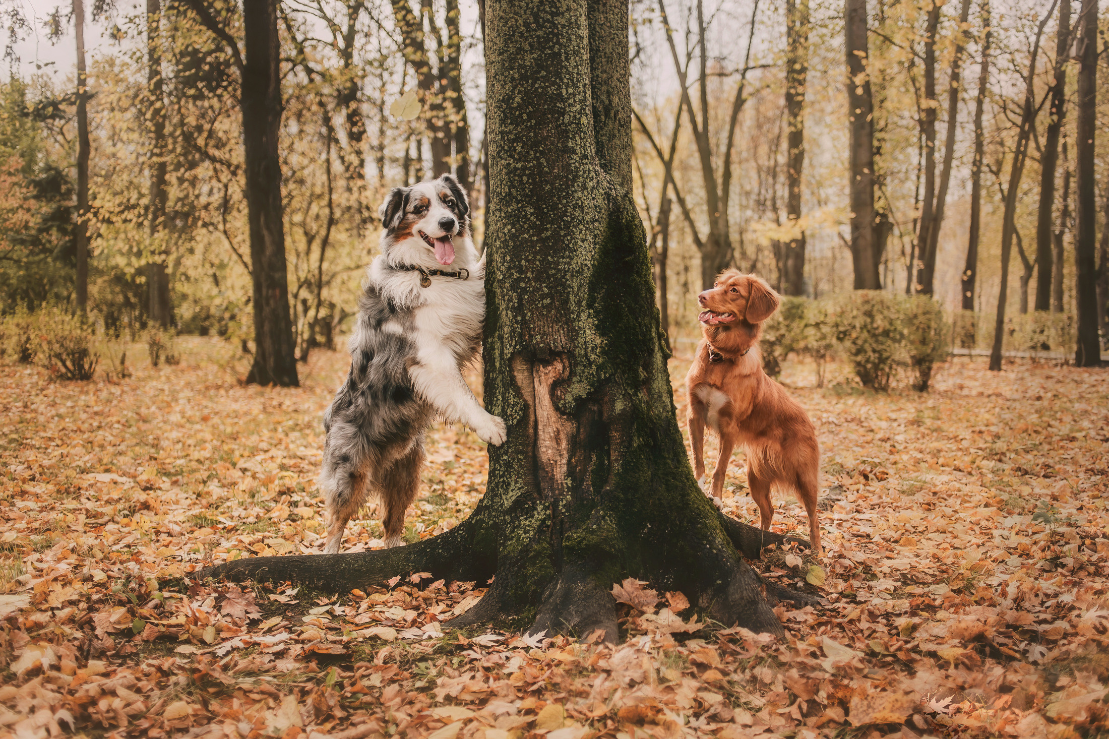 Шерли. Фотограф-анималист Елена Радченко, Москва