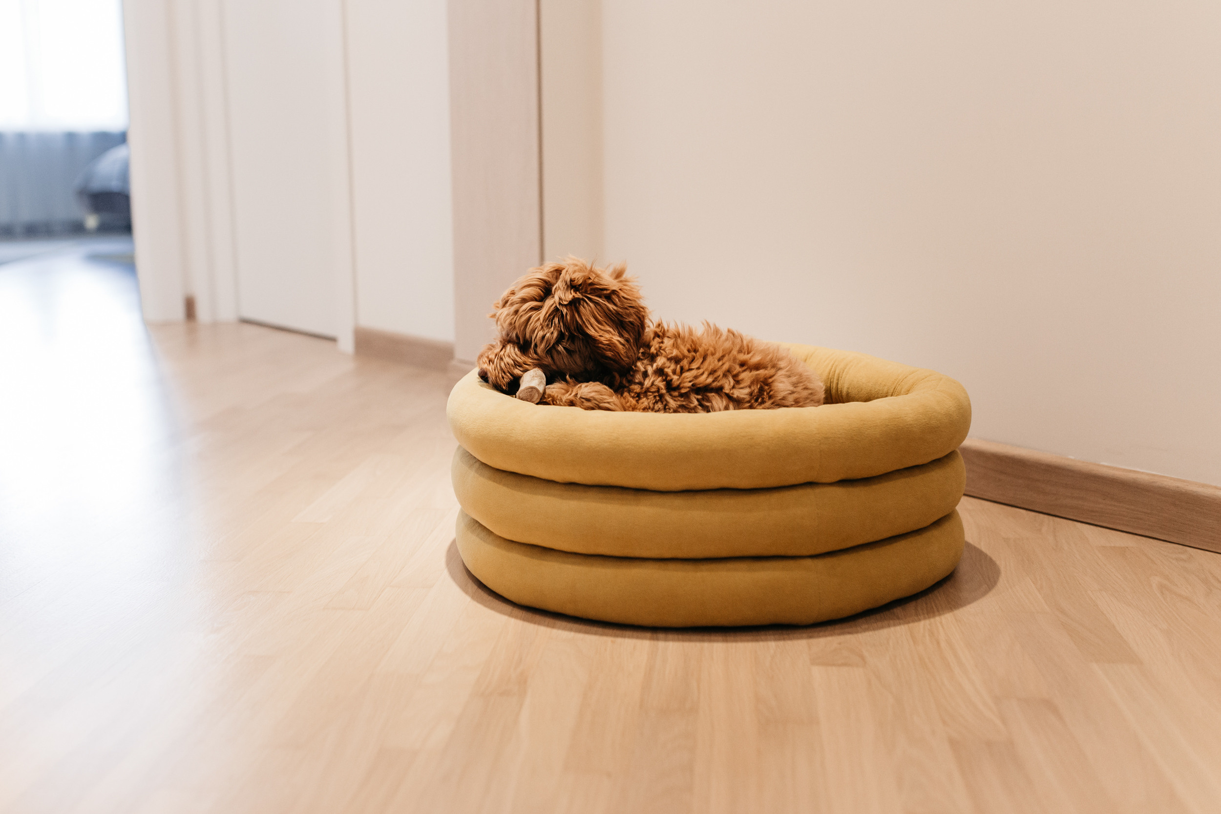 Магазин Bumbaboo. Фотограф-анималист Елена Радченко, Москва