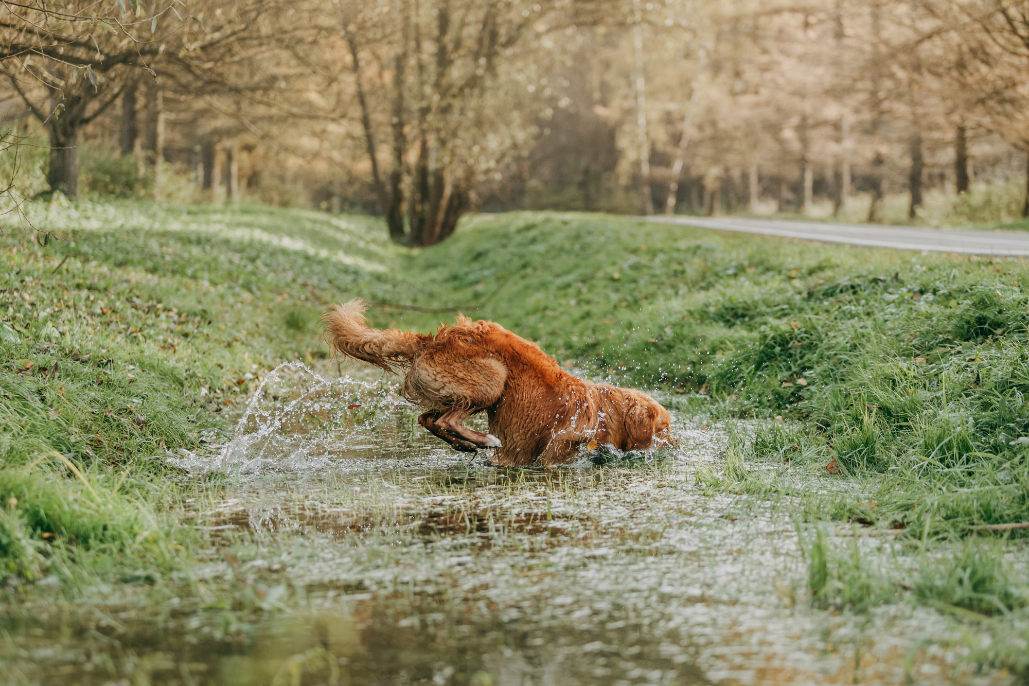 Бублик. Фотограф-анималист Елена Радченко, Москва