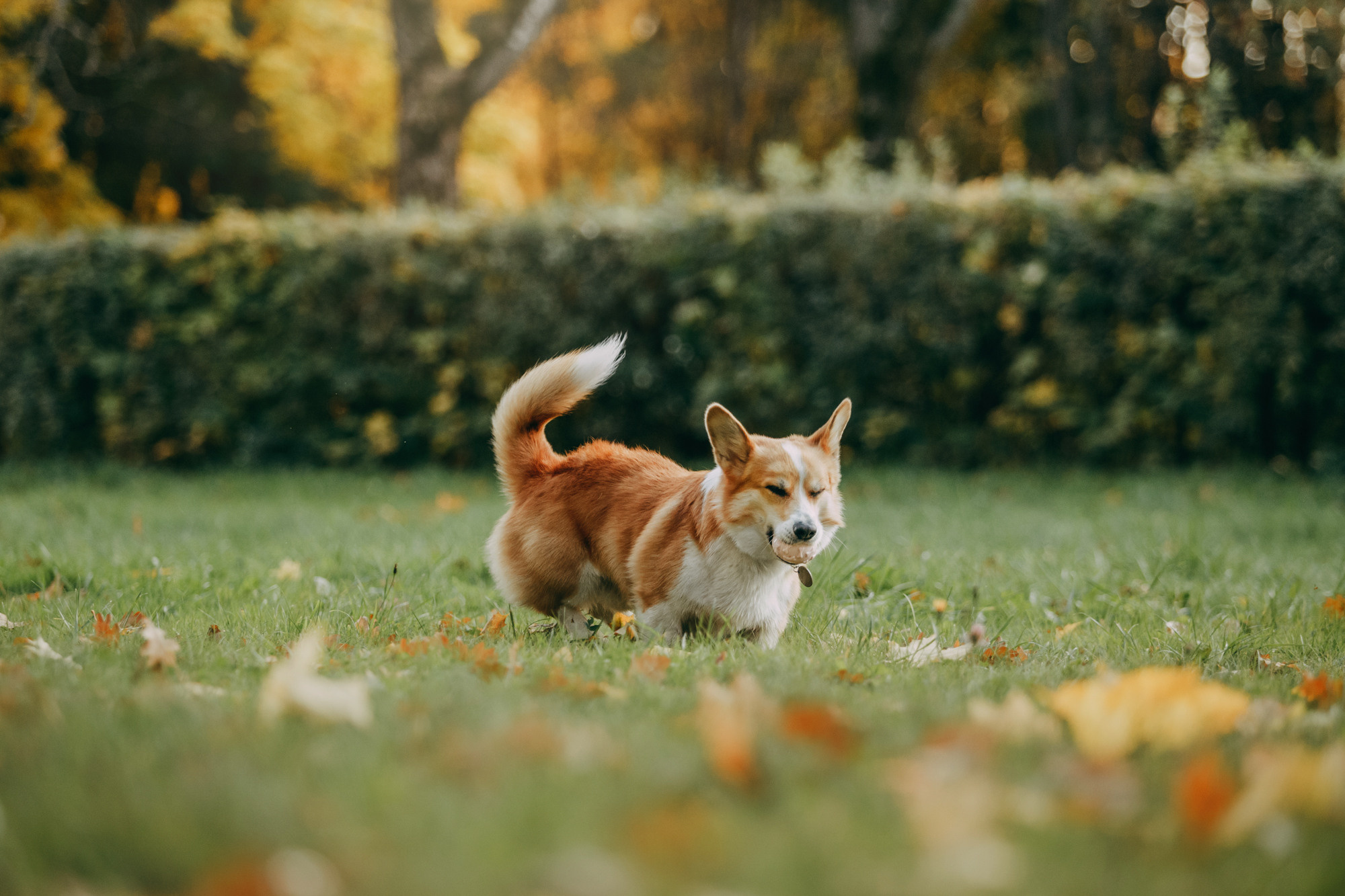 Настя и Пумба. Фотограф-анималист Елена Радченко, Москва