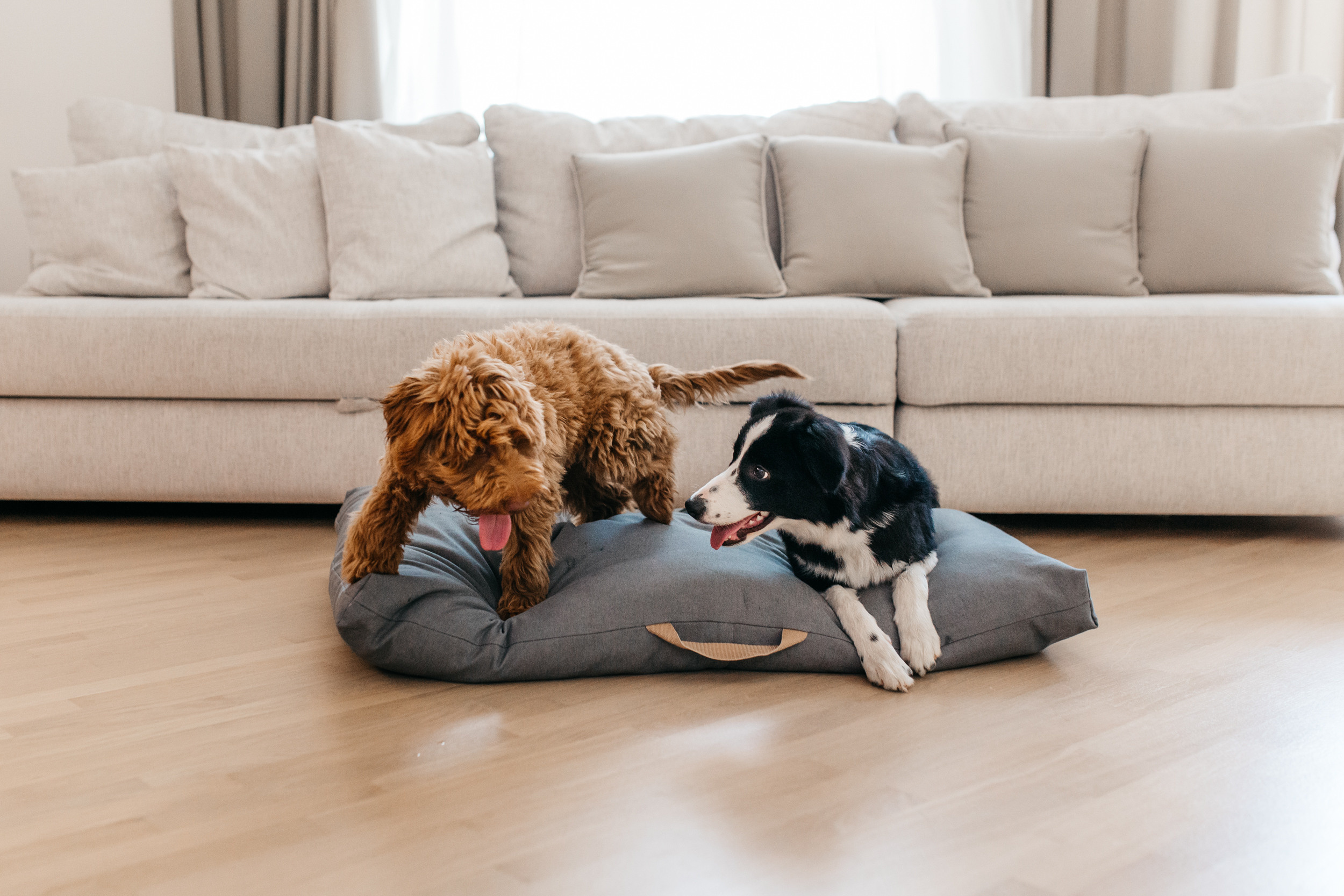 Магазин Bumbaboo. Фотограф-анималист Елена Радченко, Москва