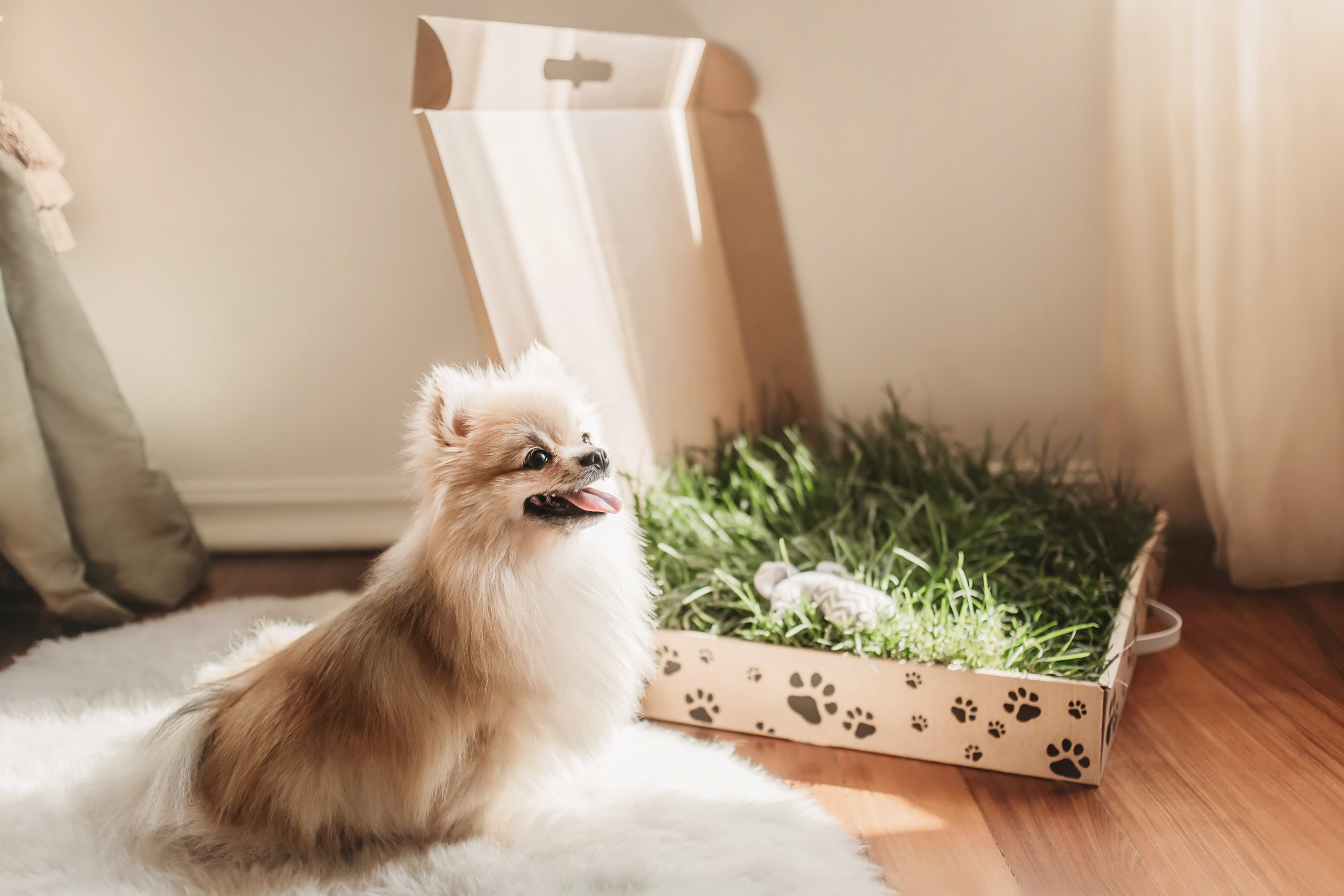 Эко-лотки. Фотограф-анималист Елена Радченко, Москва