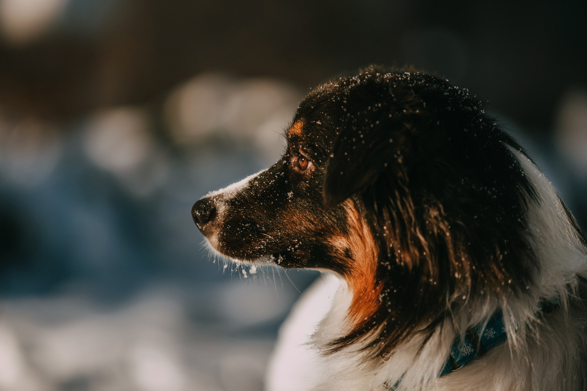 Анна и Чарли. Фотограф-анималист Елена Радченко, Москва