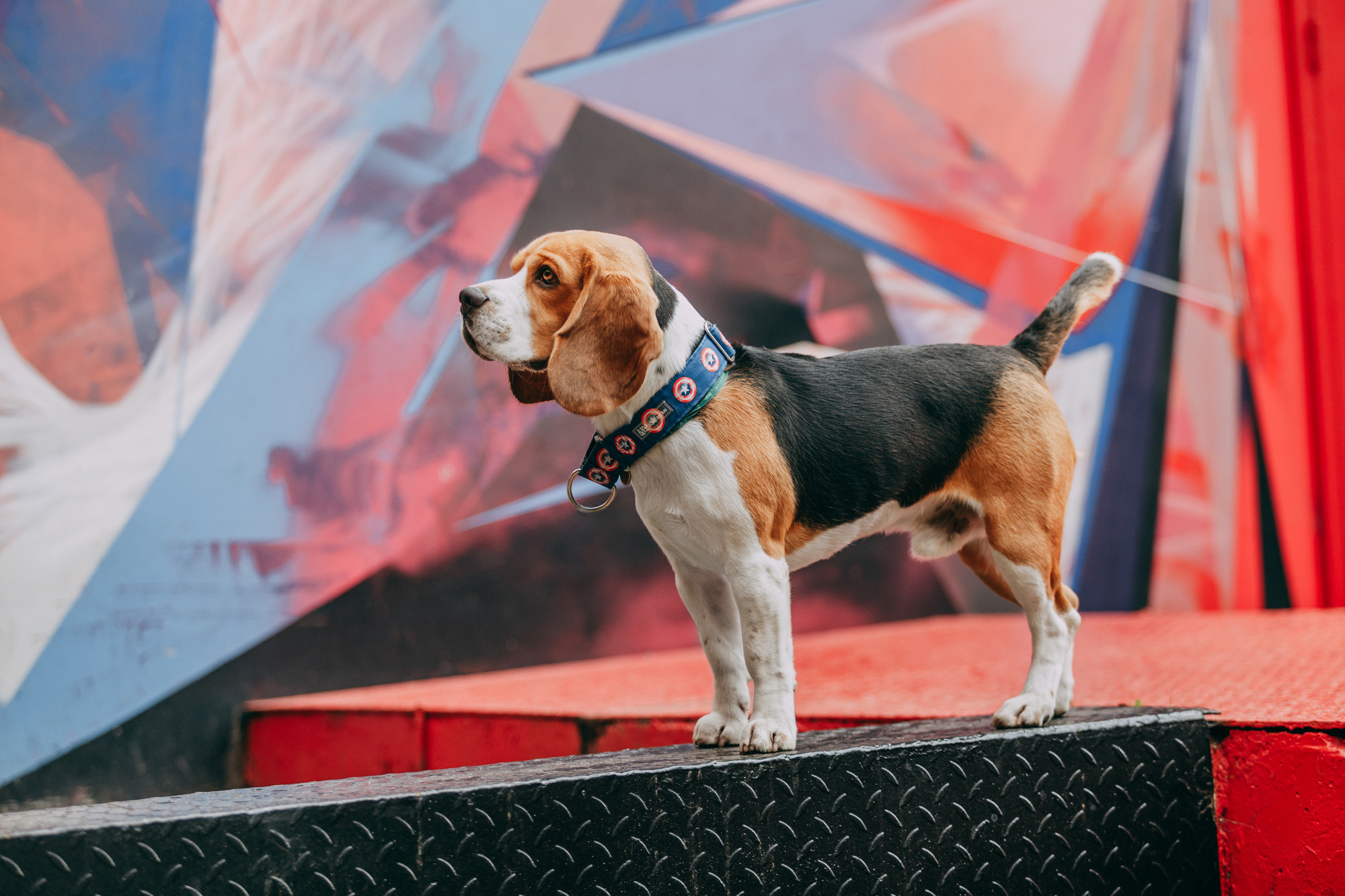 Марина и Дэй. Фотограф-анималист Елена Радченко, Москва