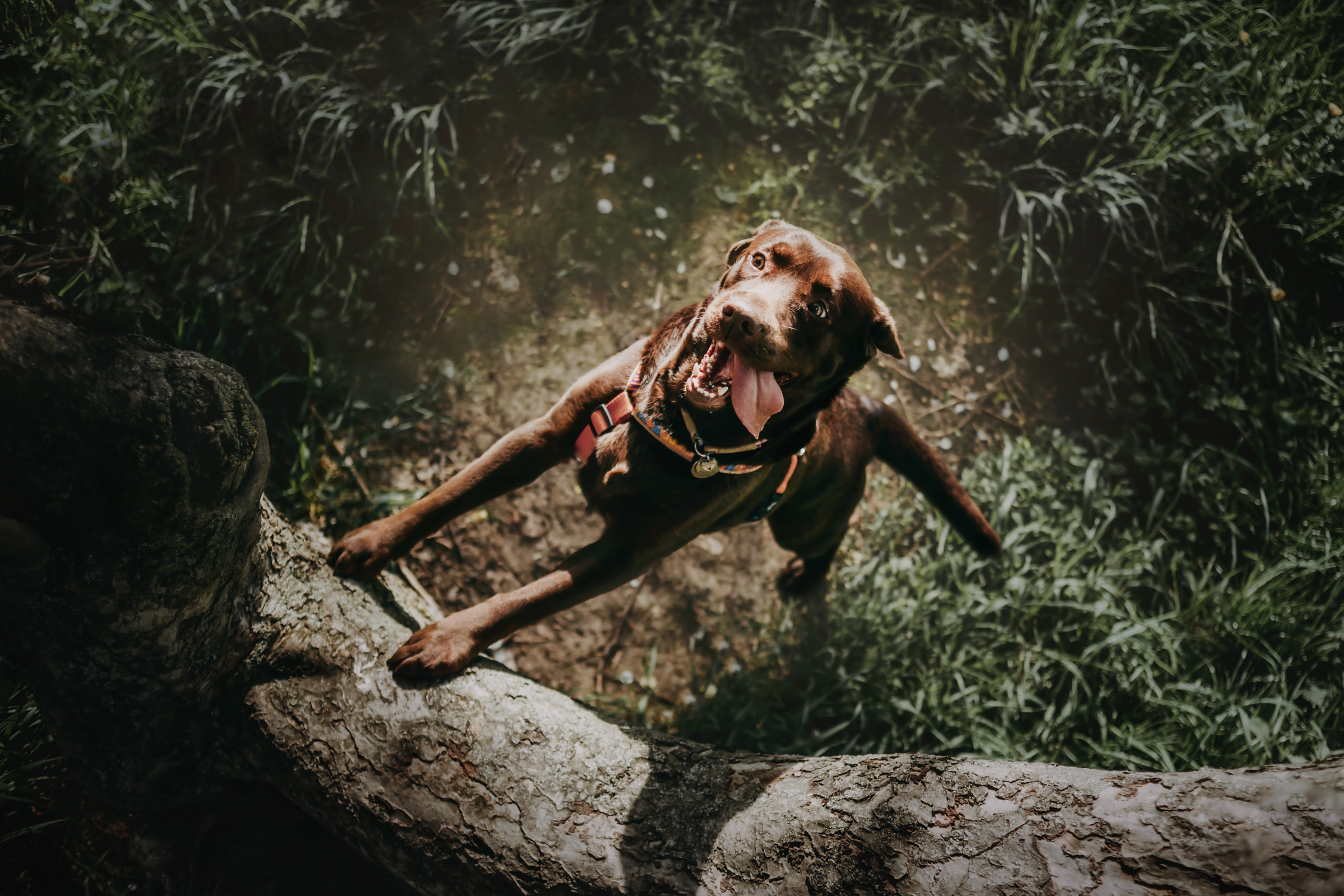 Настя и Вальда. Фотограф-анималист Елена Радченко, Москва