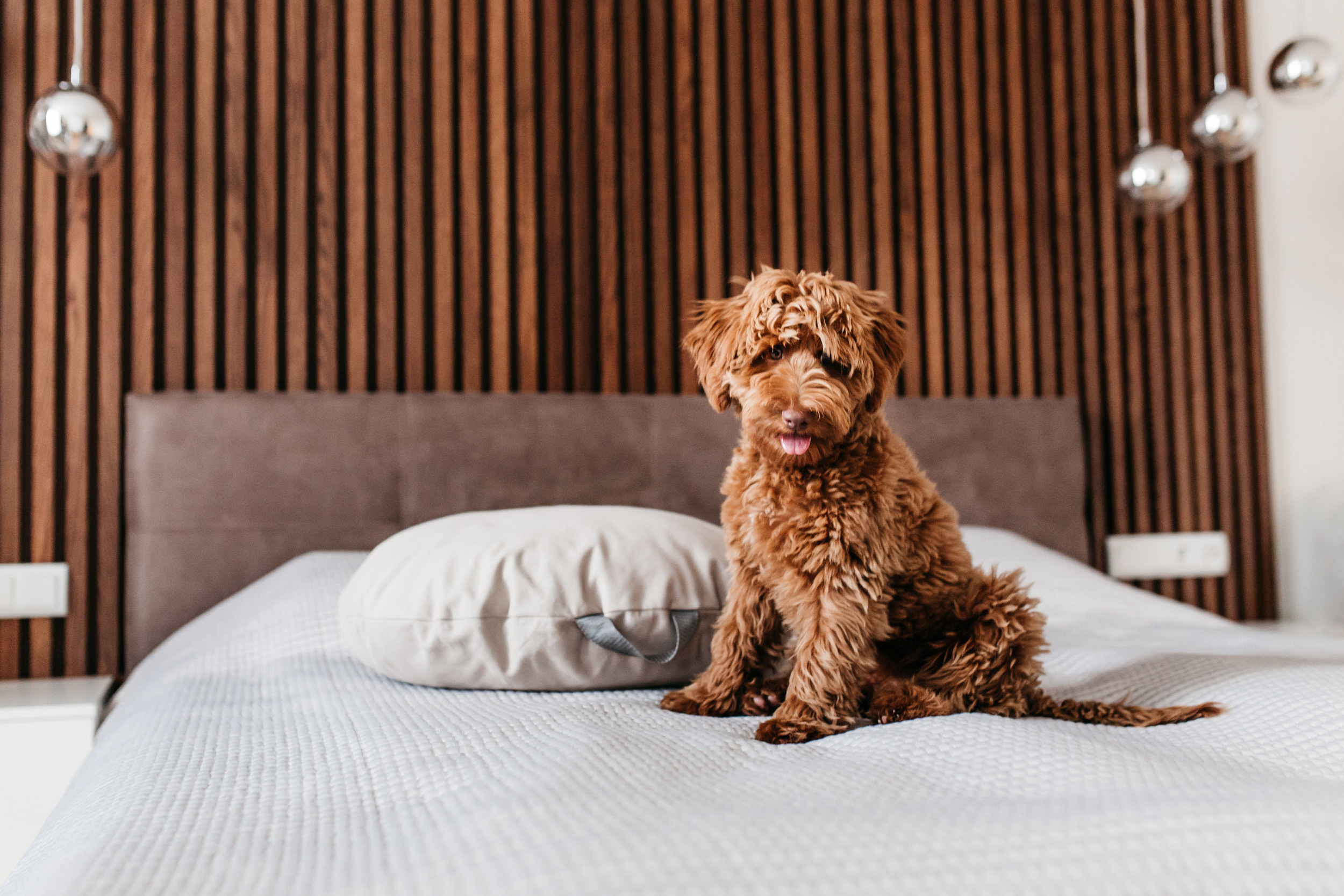 Магазин Bumbaboo. Фотограф-анималист Елена Радченко, Москва