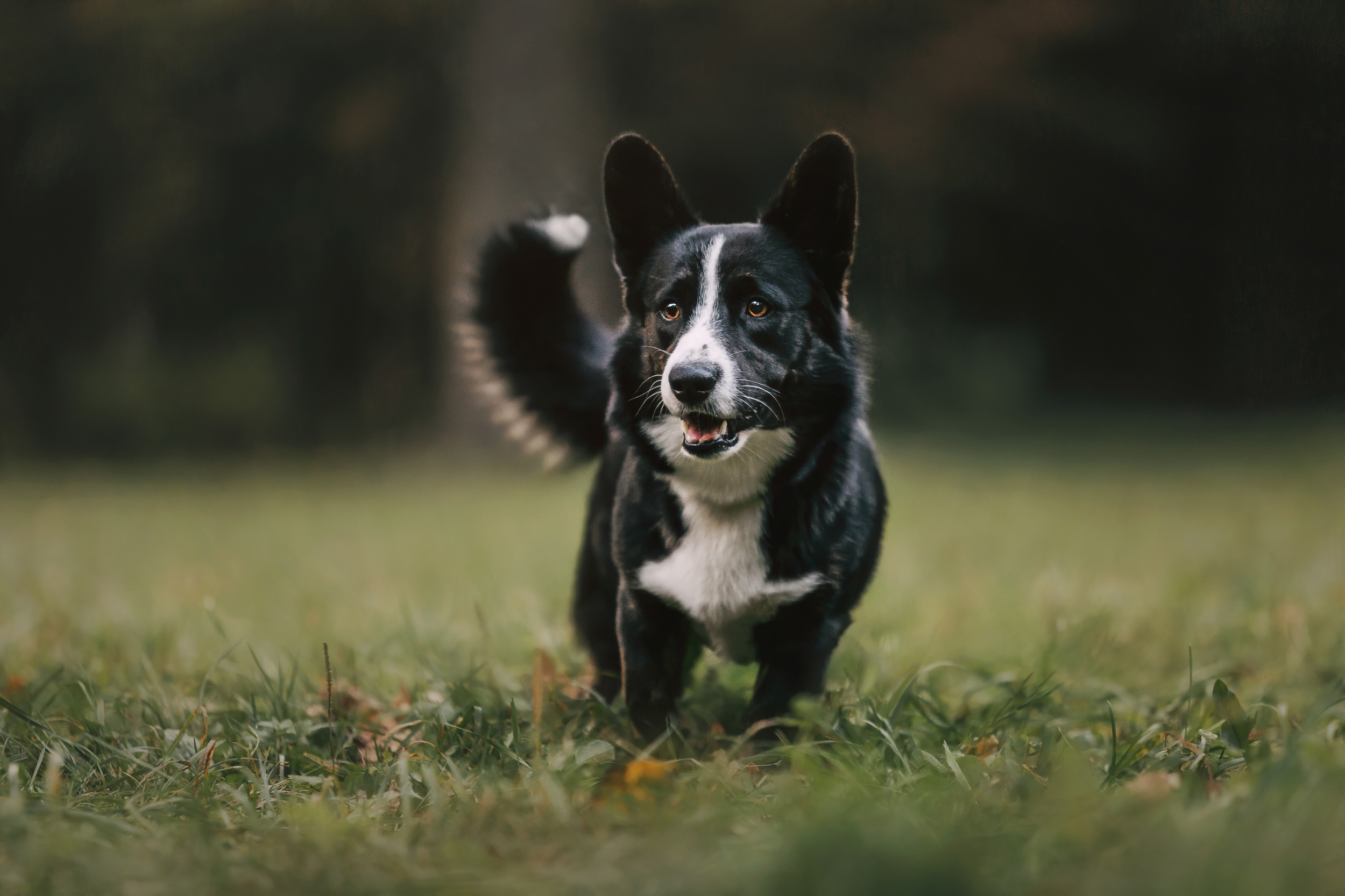 Корги встреча. Фотограф-анималист Елена Радченко, Москва
