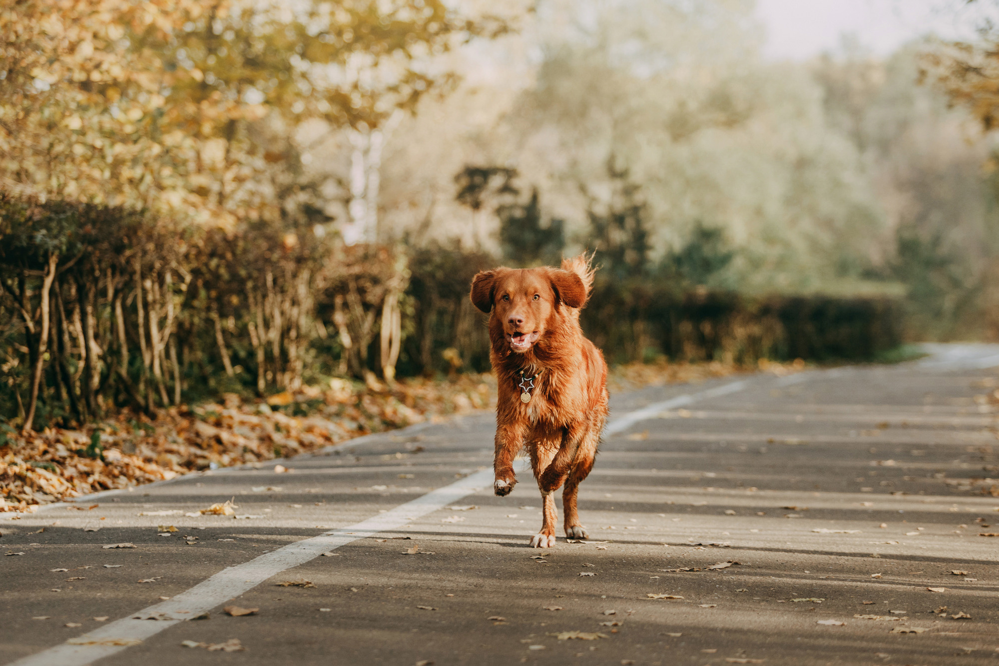 Бублик. Фотограф-анималист Елена Радченко, Москва
