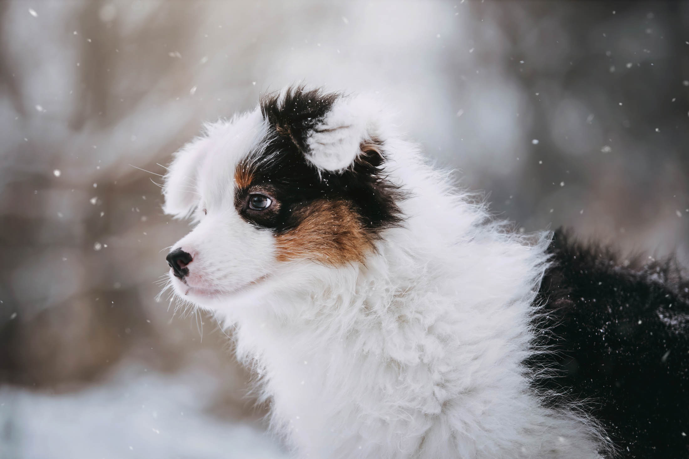 Эбби. Фотограф-анималист Елена Радченко, Москва