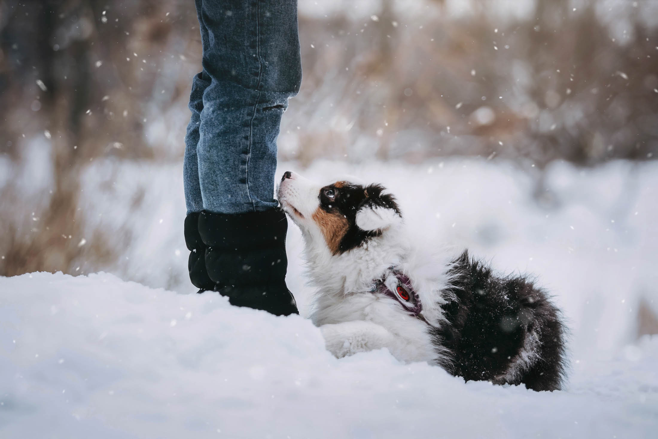 Эбби. Фотограф-анималист Елена Радченко, Москва