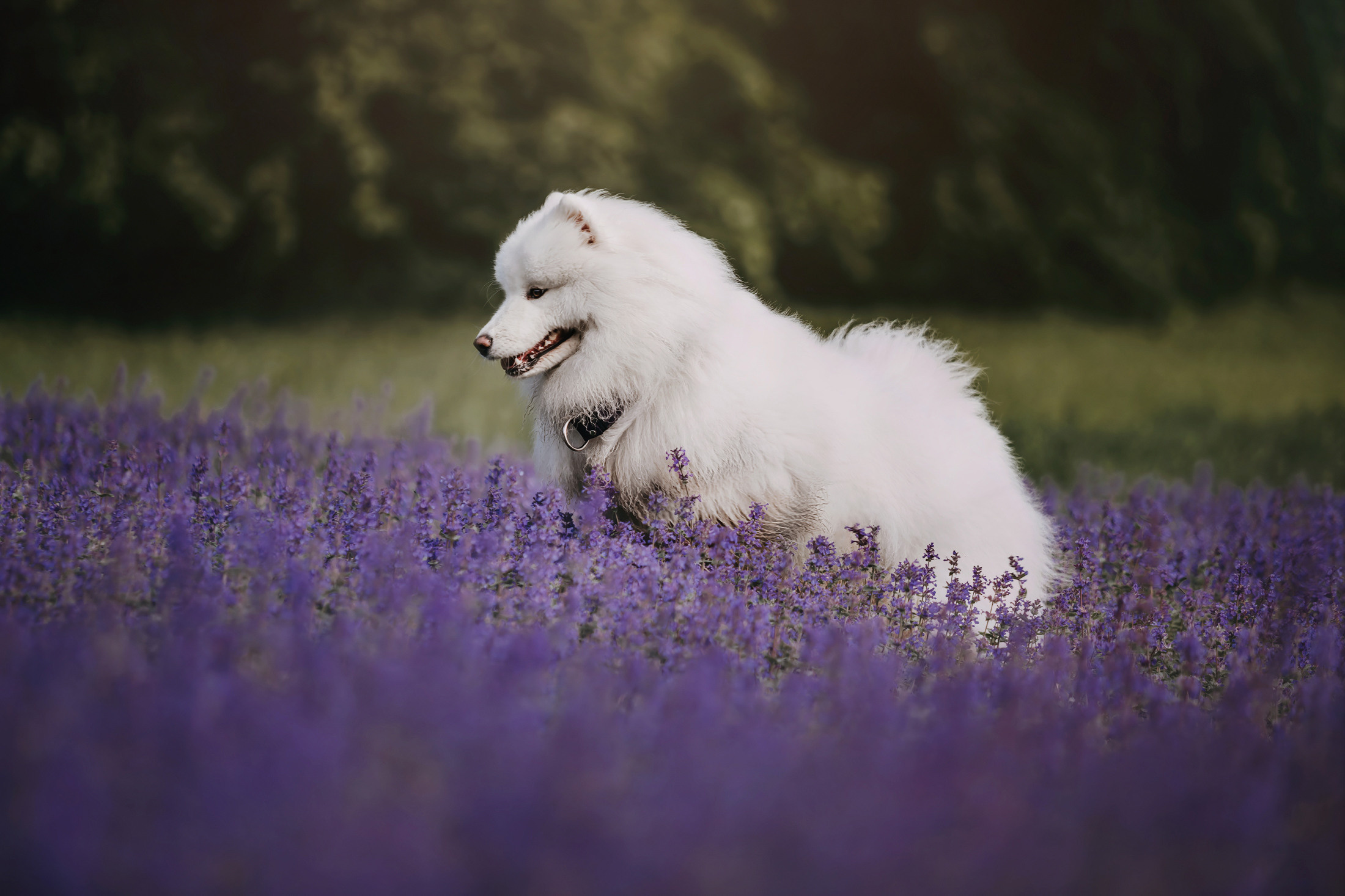 Эффи. Фотограф-анималист Елена Радченко, Москва