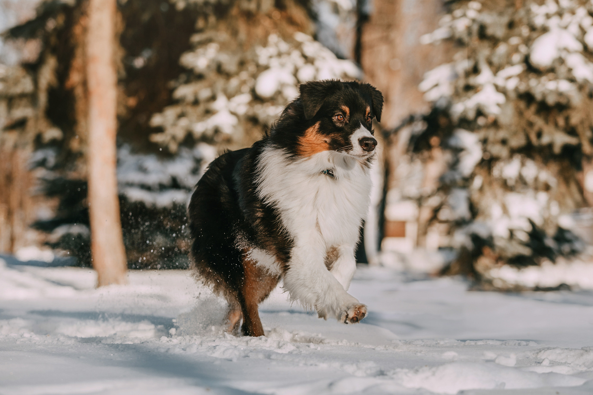 Анна и Чарли. Фотограф-анималист Елена Радченко, Москва
