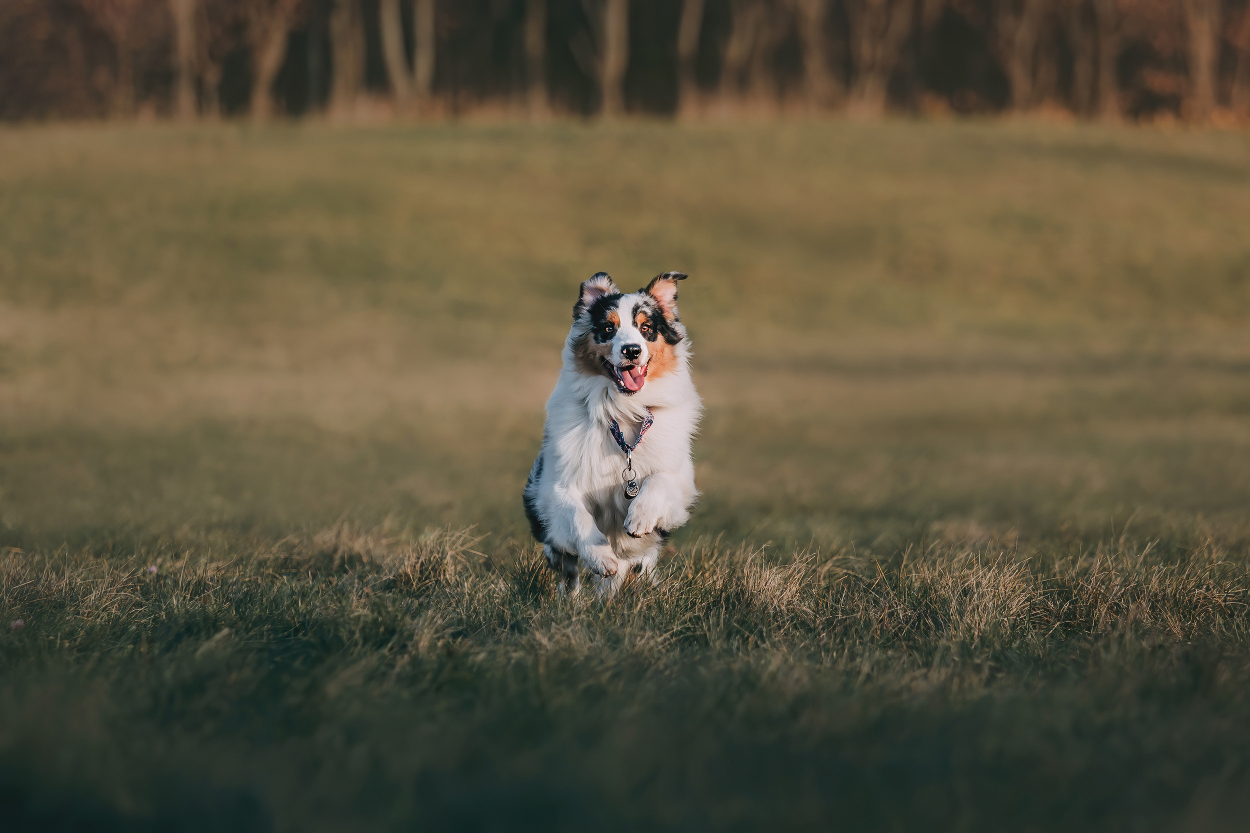 Аусси встреча. Фотограф-анималист Елена Радченко, Москва