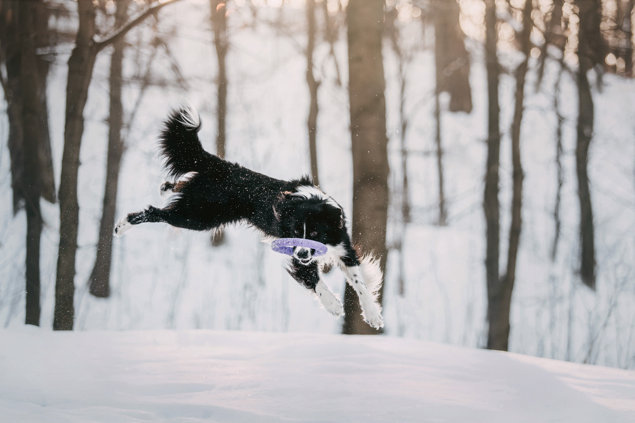 Юля и Маккензи. Фотограф-анималист Елена Радченко, Москва