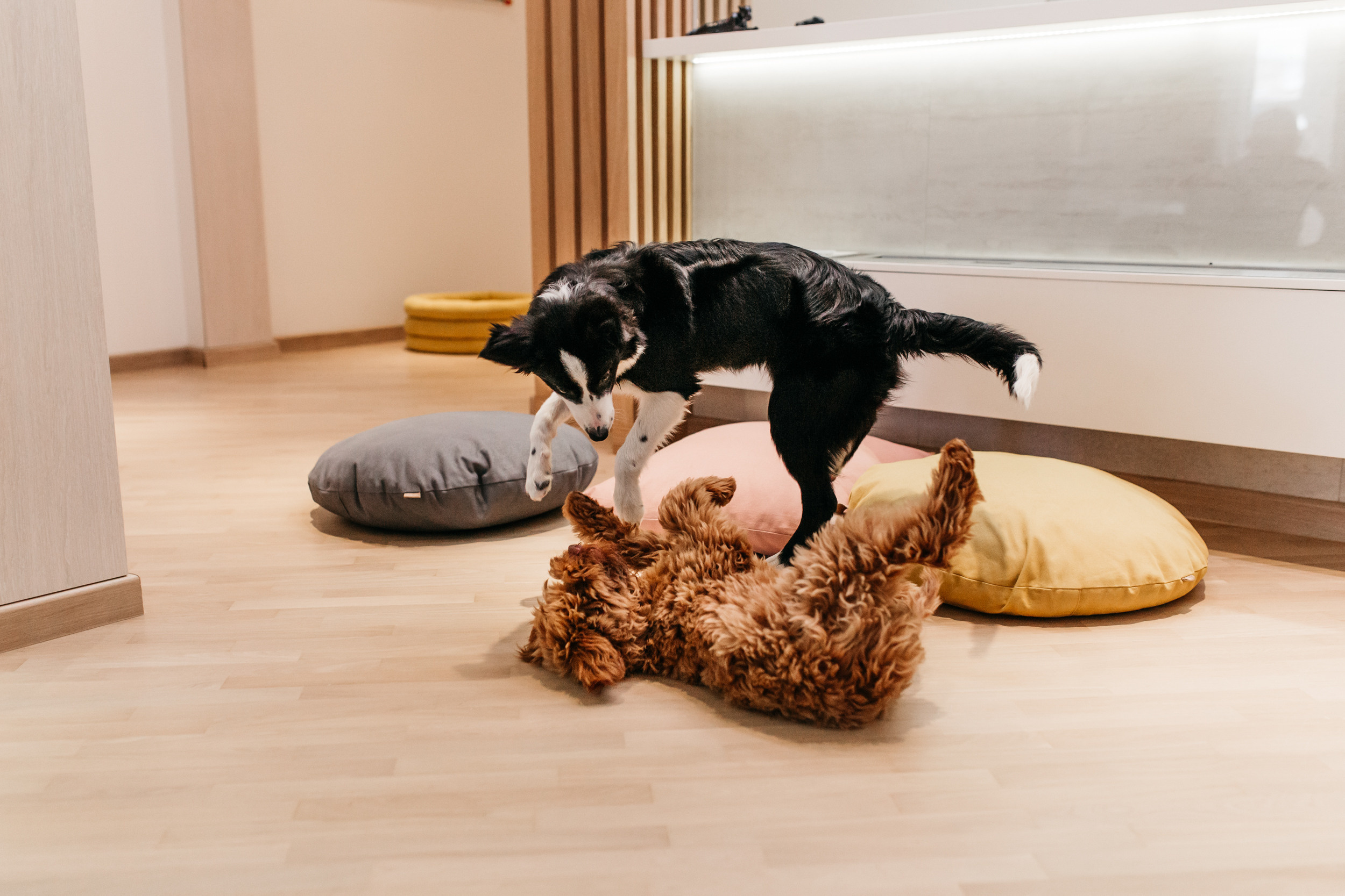 Магазин Bumbaboo. Фотограф-анималист Елена Радченко, Москва