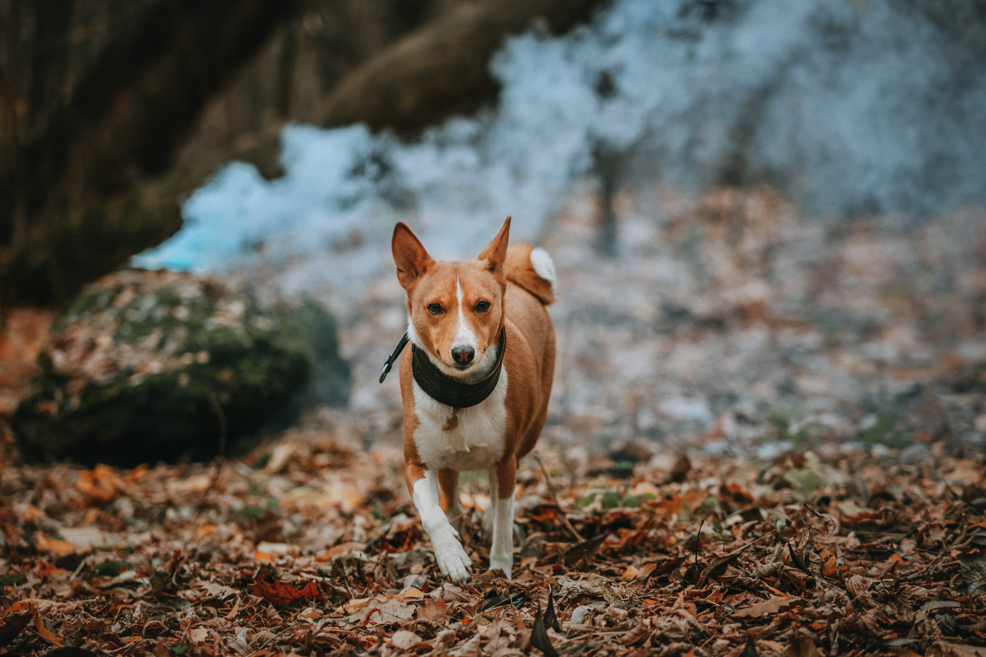 Мария и Рэд. Фотограф-анималист Елена Радченко, Москва