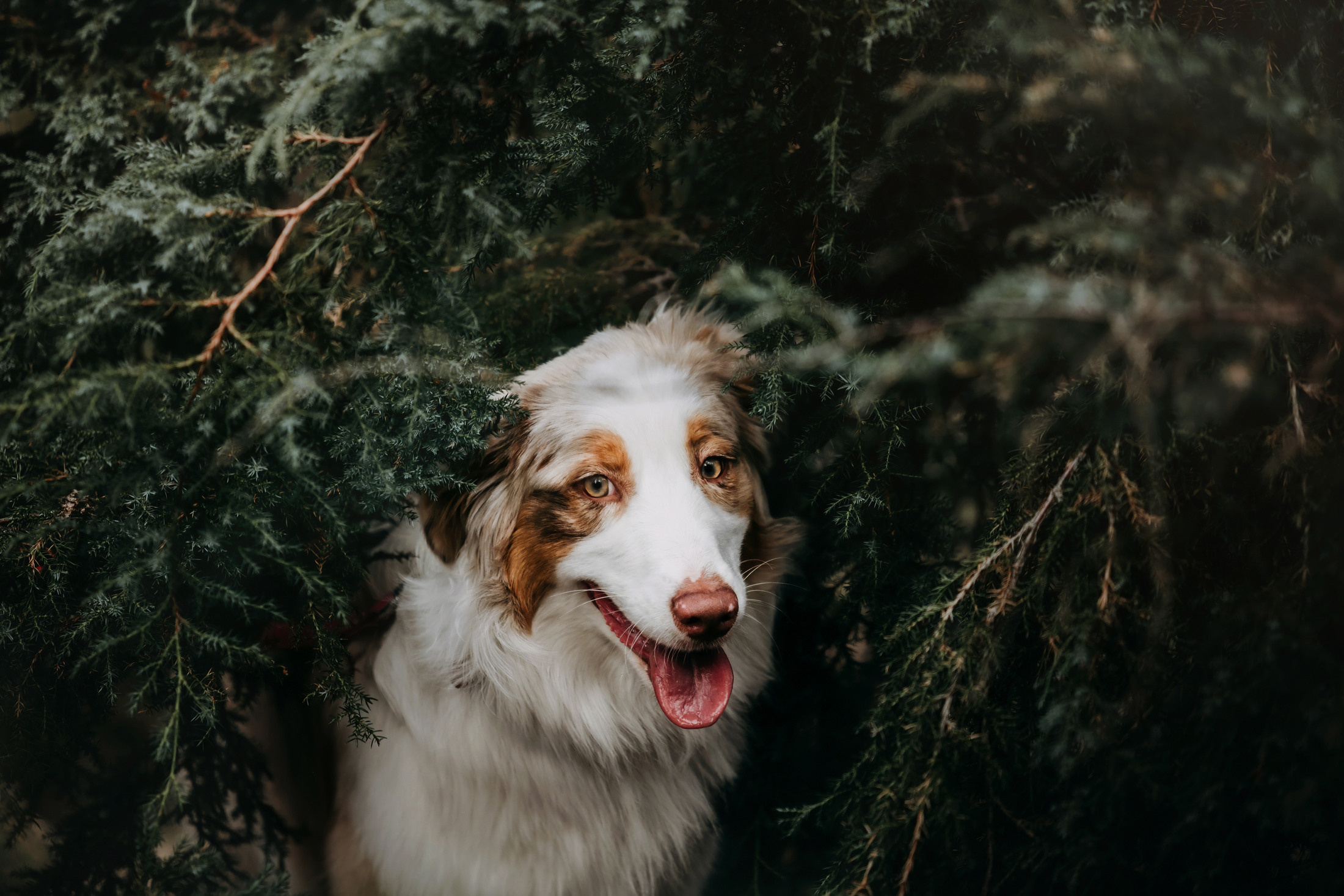 Джинни. Фотограф-анималист Елена Радченко, Москва