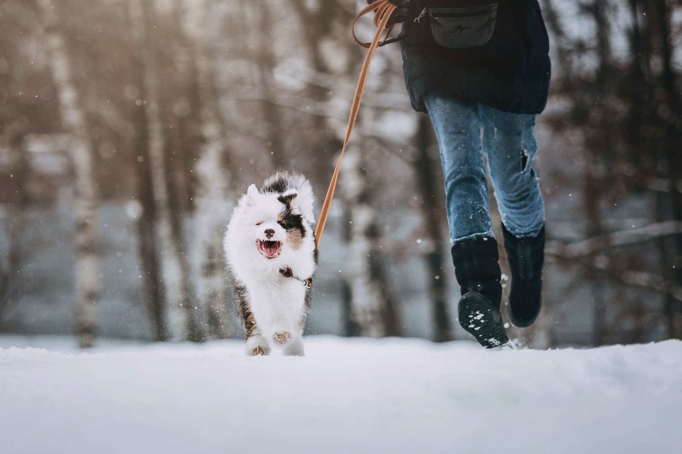 Эбби. Фотограф-анималист Елена Радченко, Москва