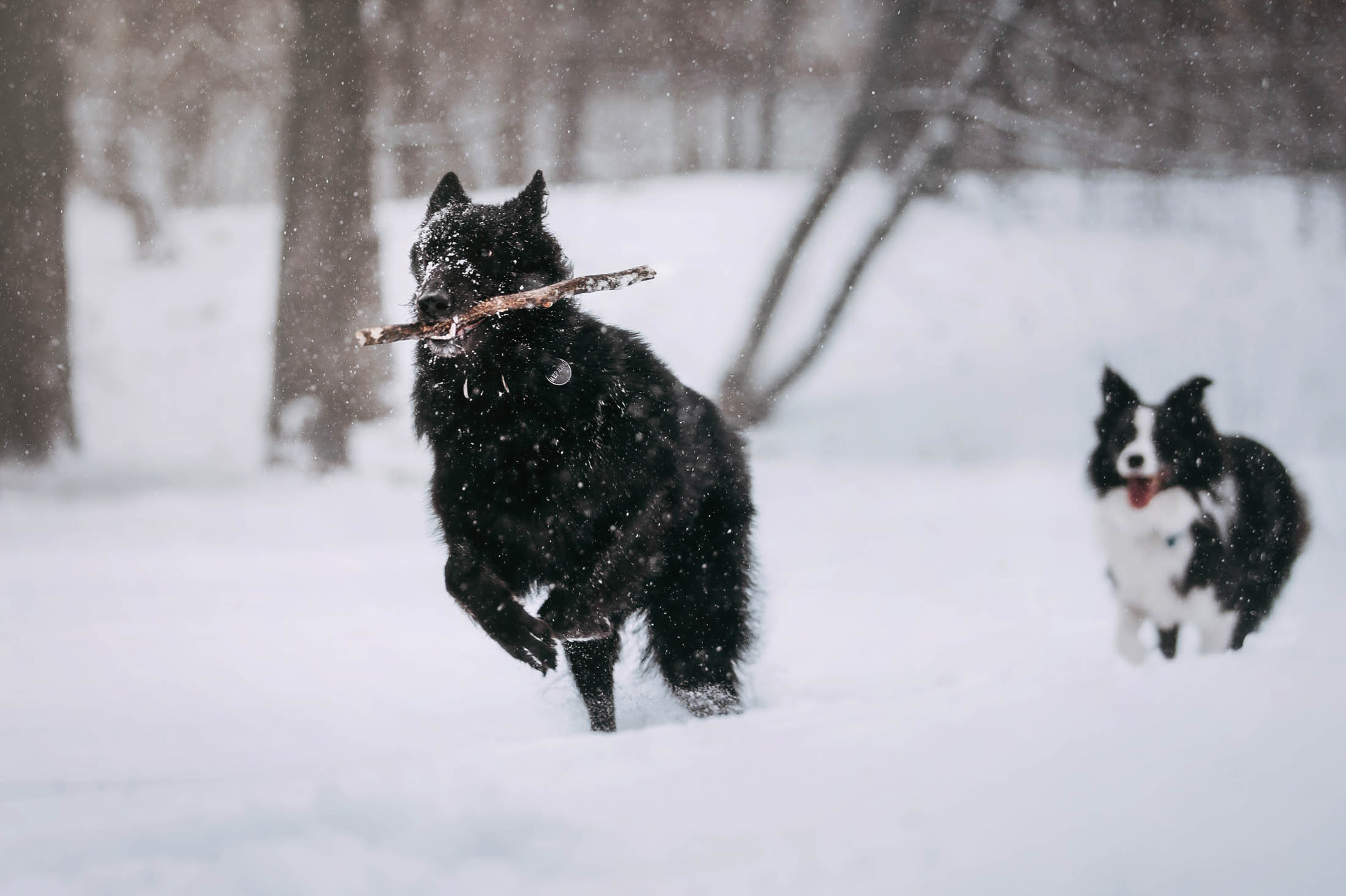 Мерлин и Адидас. Фотограф-анималист Елена Радченко, Москва