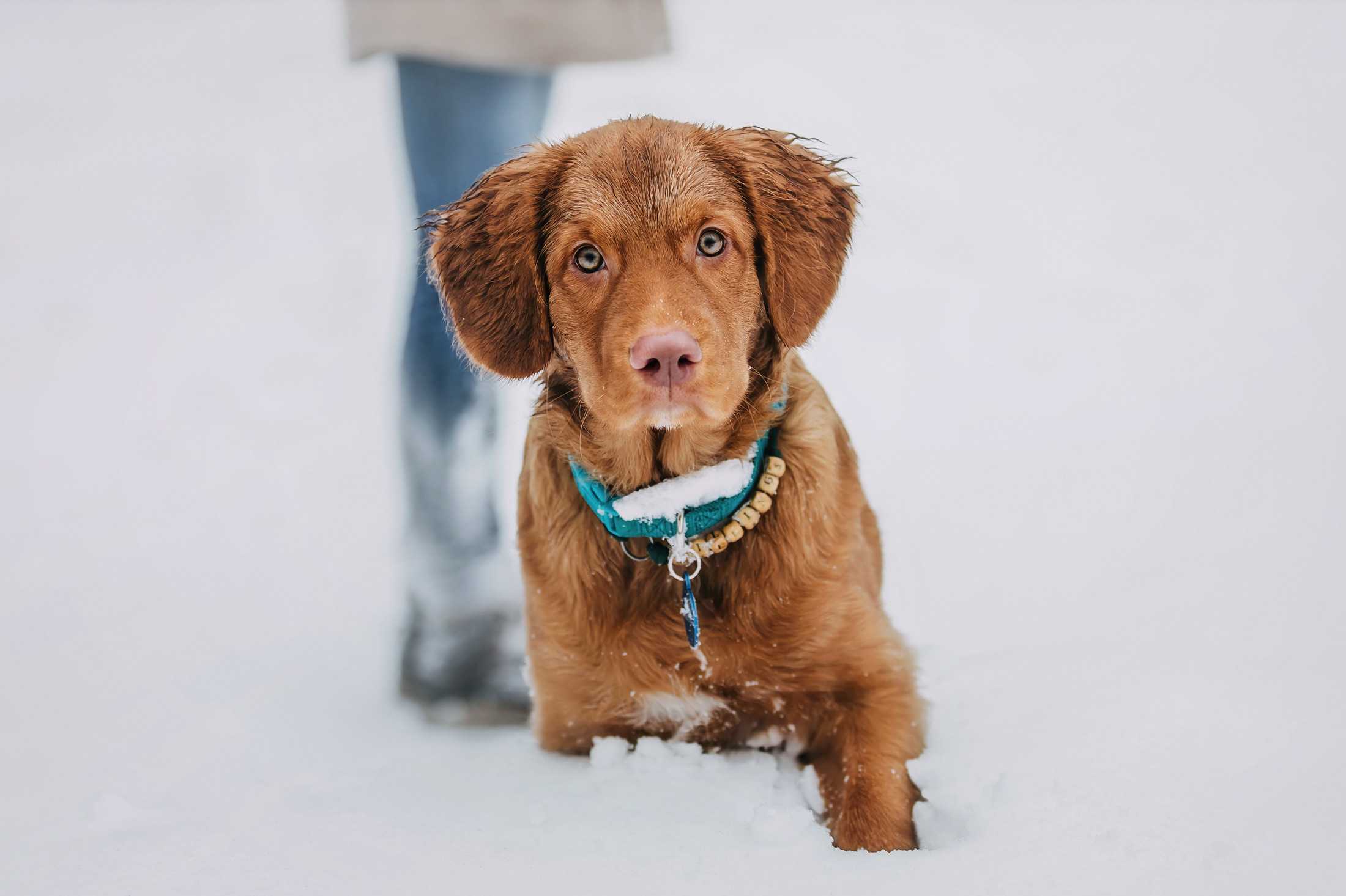 Бублик. Фотограф-анималист Елена Радченко, Москва