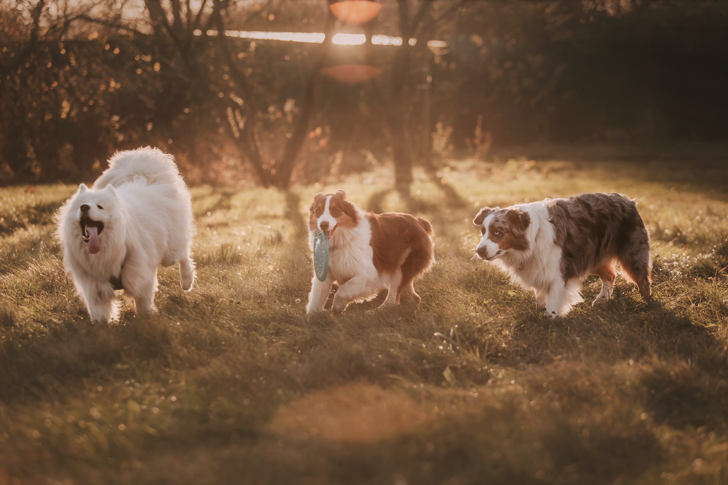 Аусси встреча. Фотограф-анималист Елена Радченко, Москва