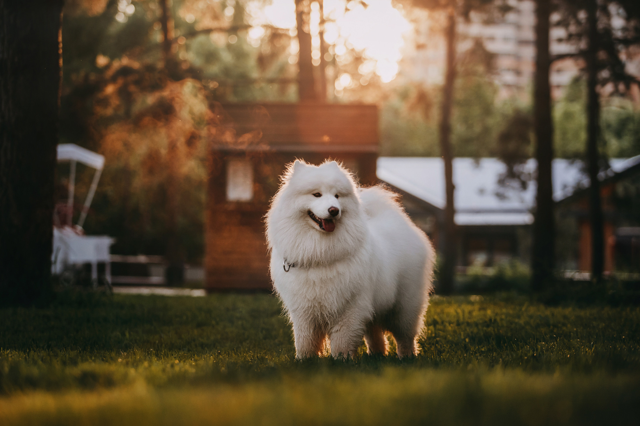 Эффи. Фотограф-анималист Елена Радченко, Москва