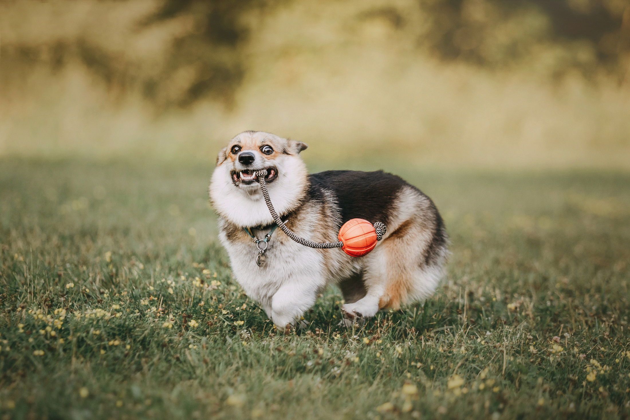 Вилена и Джуна. Фотограф-анималист Елена Радченко, Москва