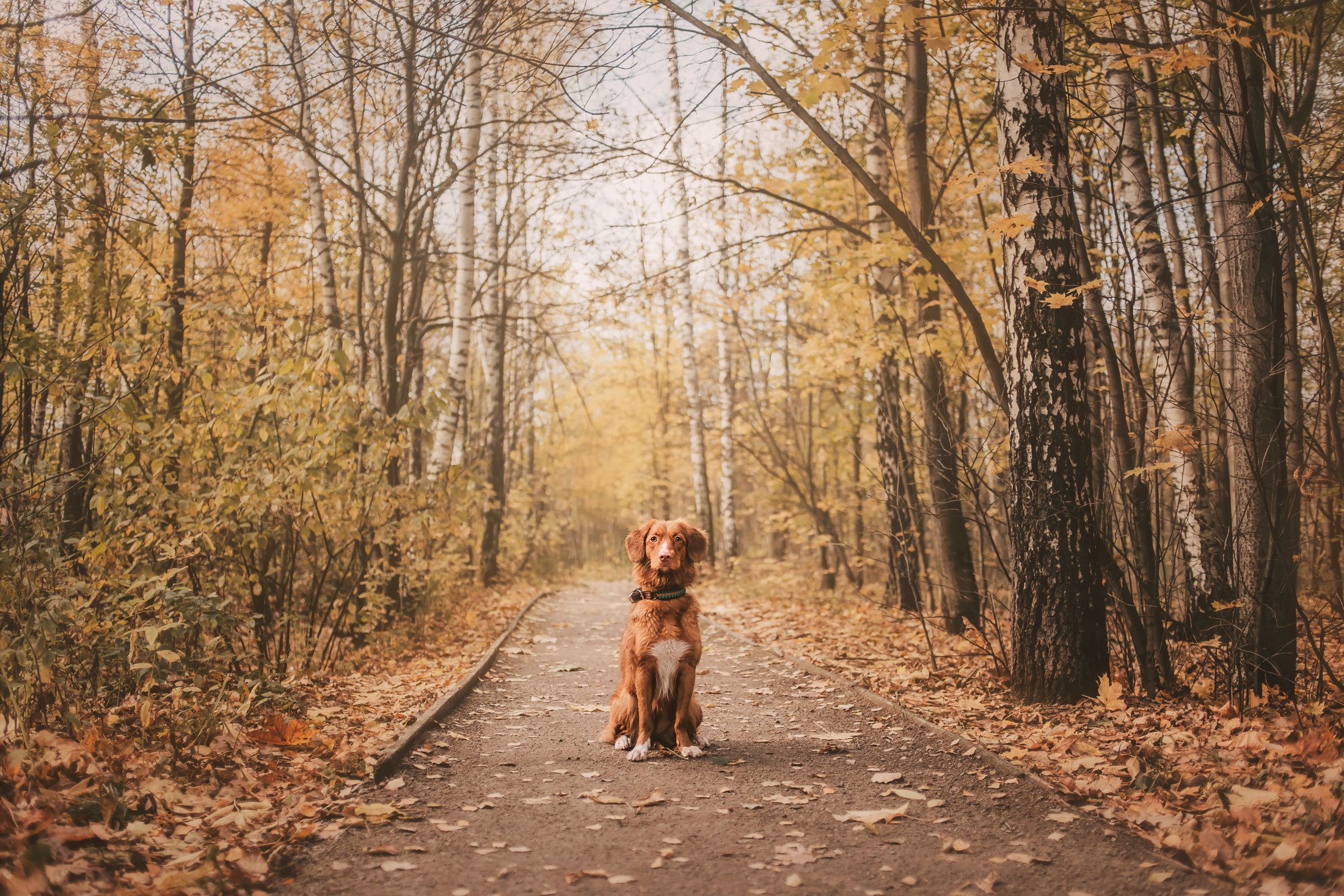 Шерли. Фотограф-анималист Елена Радченко, Москва