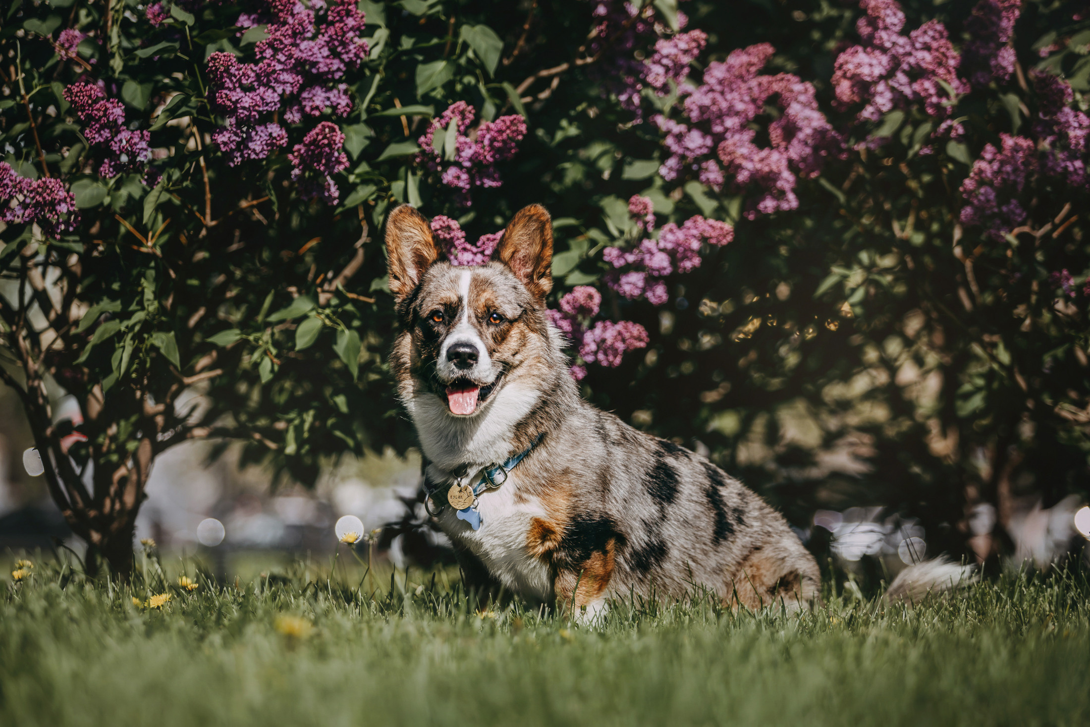 Оля и Кубик. Фотограф-анималист Елена Радченко, Москва