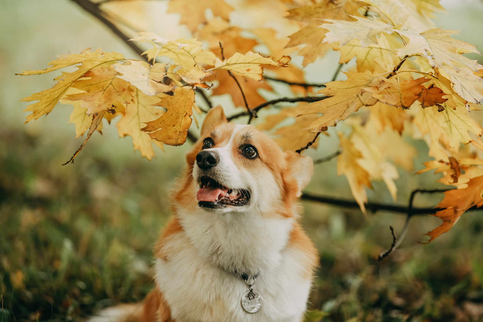 Настя и Пумба. Фотограф-анималист Елена Радченко, Москва