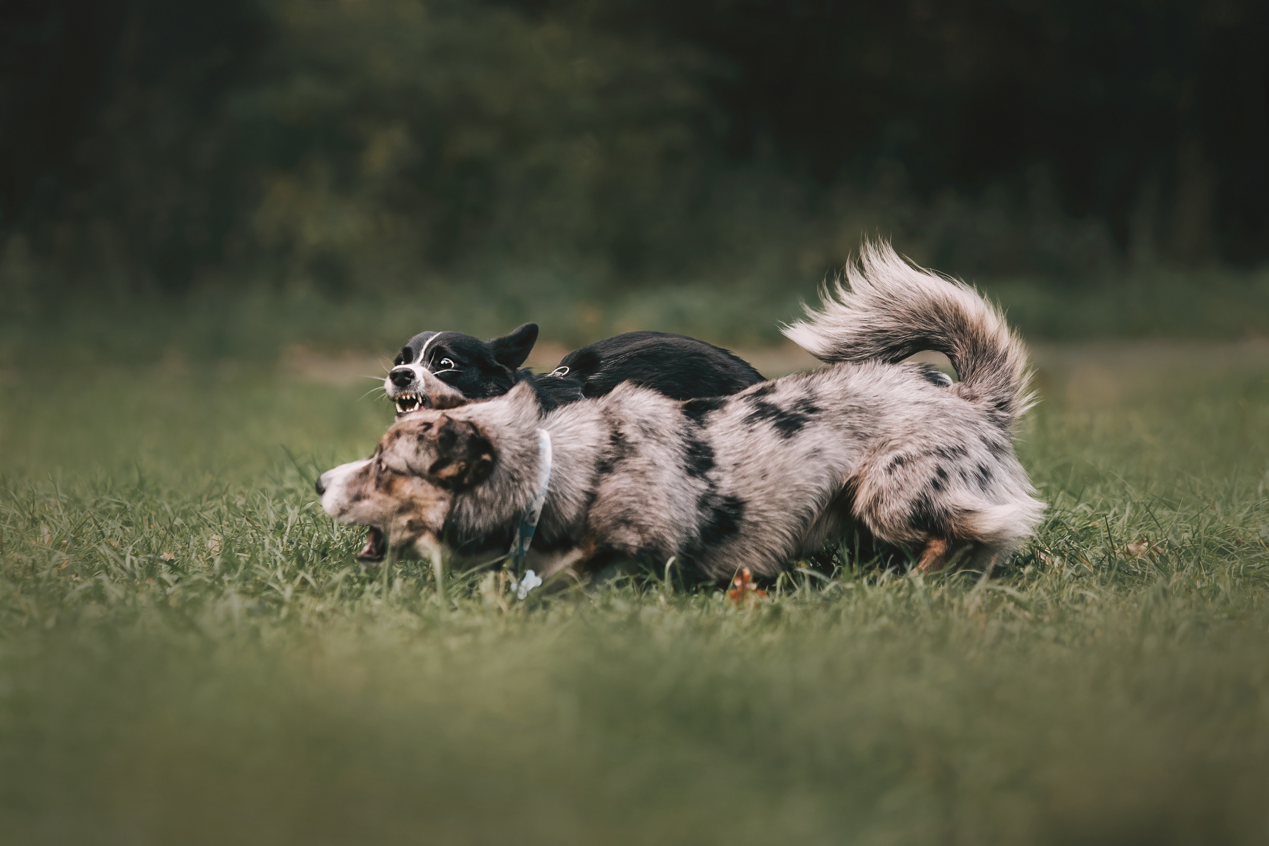 Корги встреча. Фотограф-анималист Елена Радченко, Москва