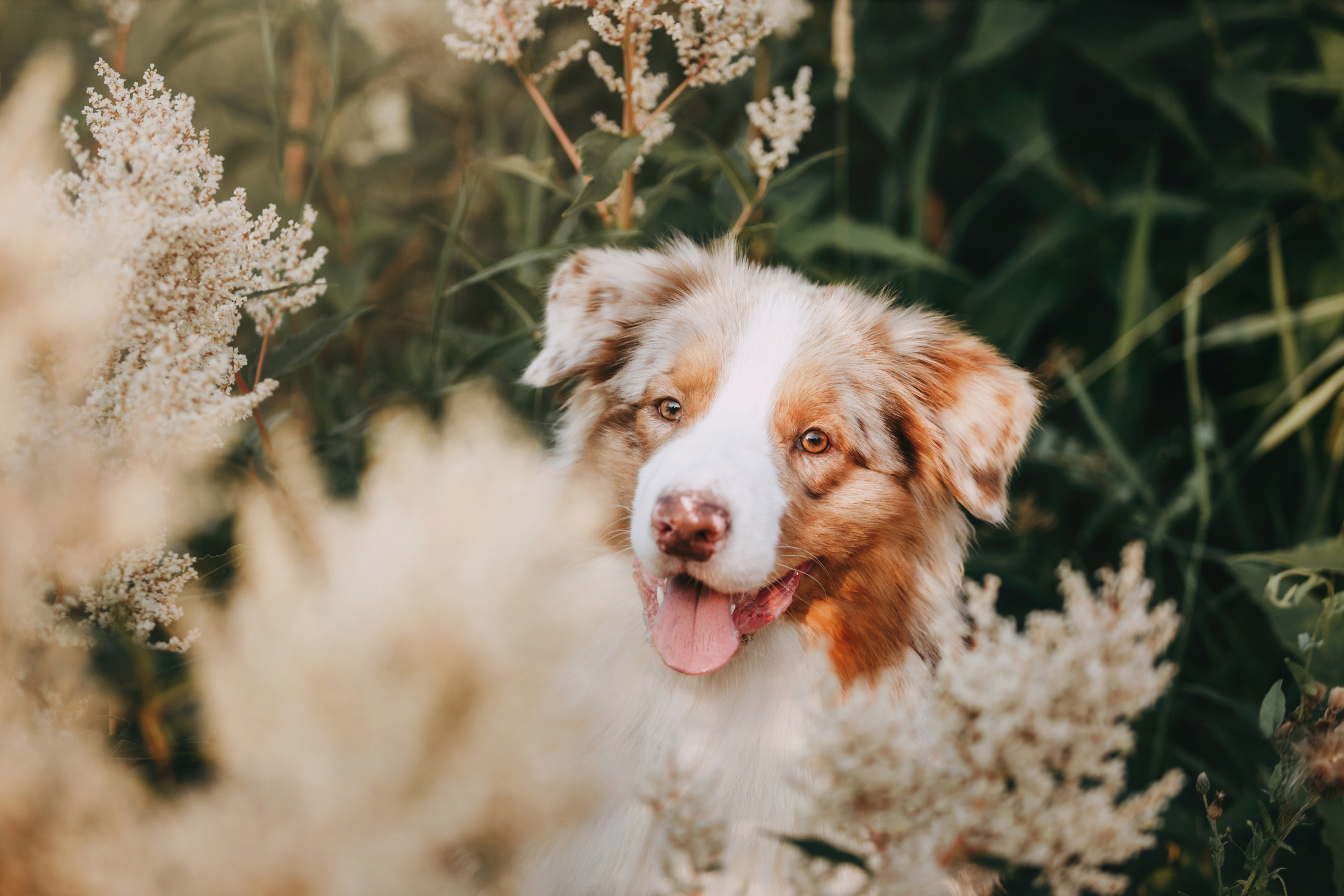 Оксана и Морти. Фотограф-анималист Елена Радченко, Москва