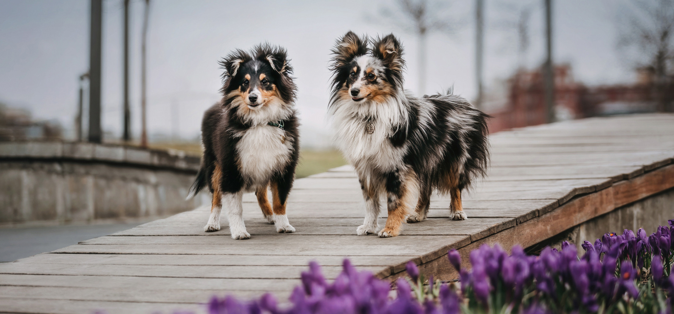 Фотограф-анималист Елена Радченко, Москва